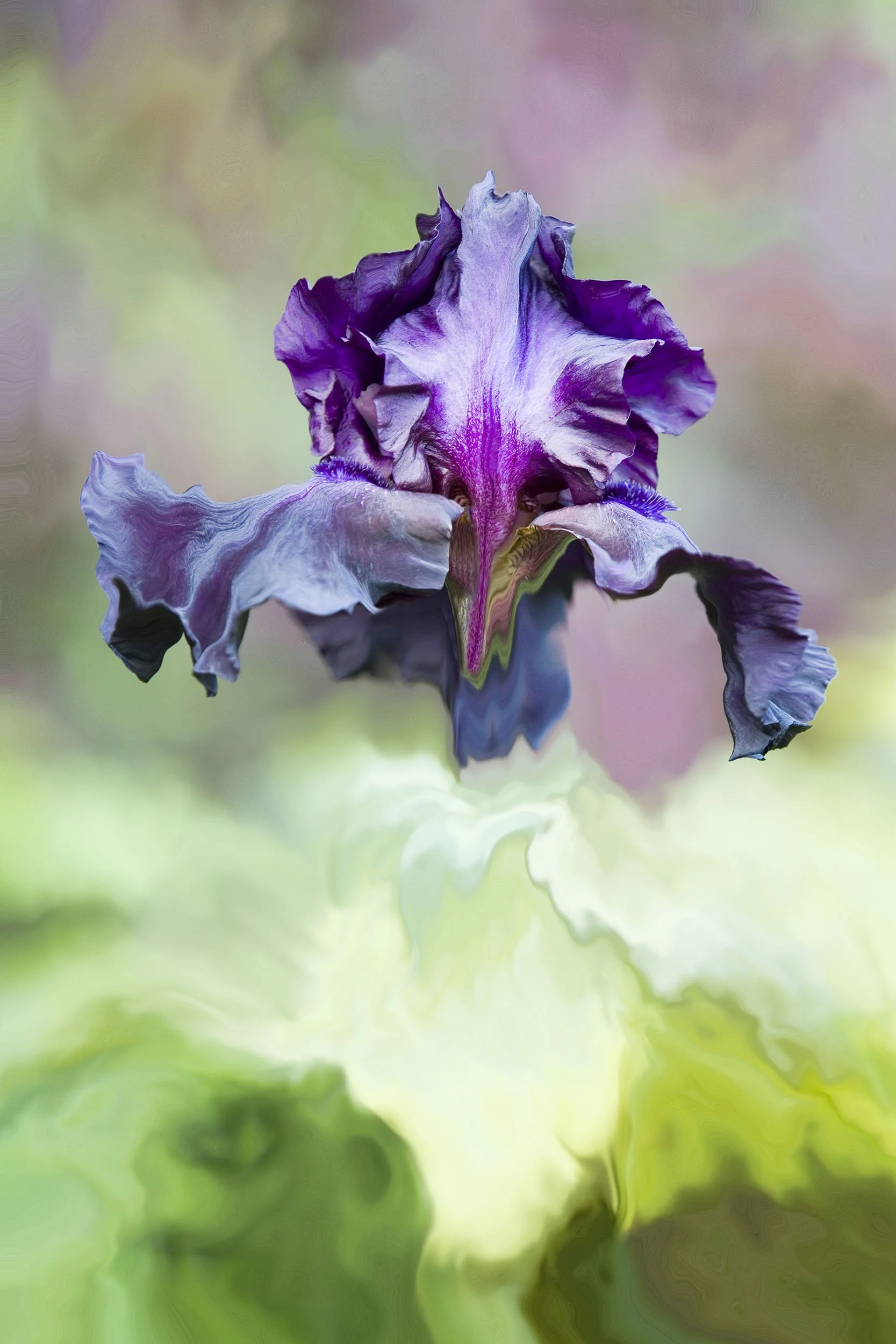 Violet Iris IV, 2006