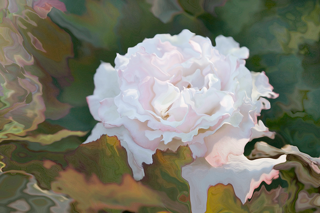 Melting Rose of the Heart, 2007