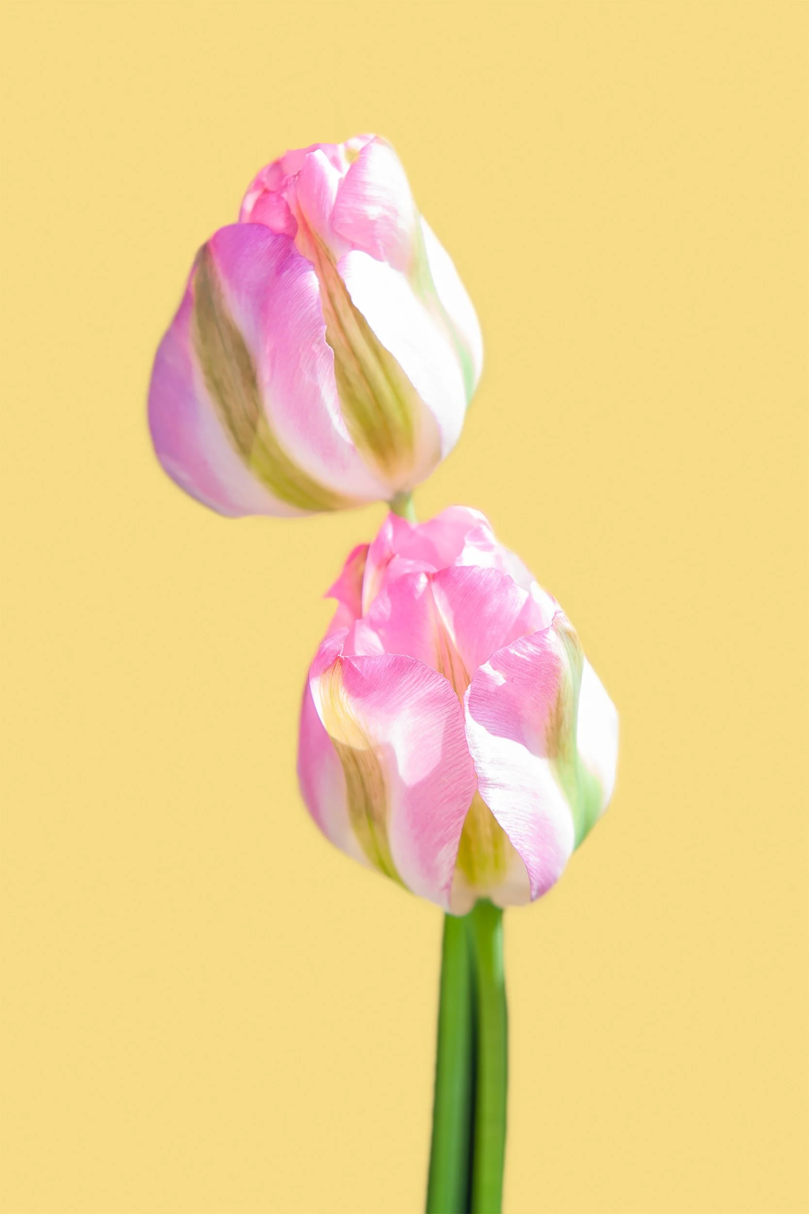 Twin Pink Tulips, 2006