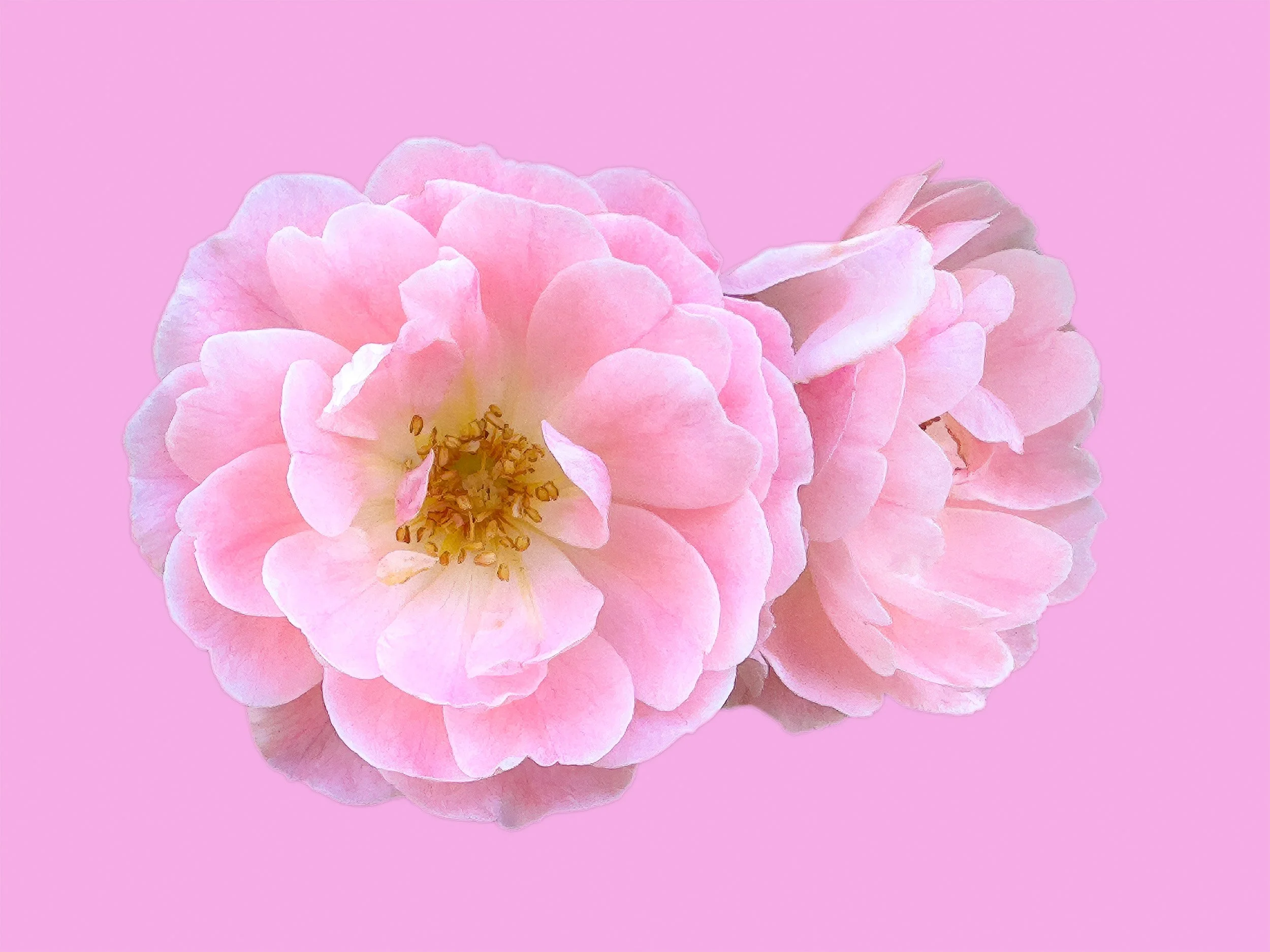 Pink Rose, 2024