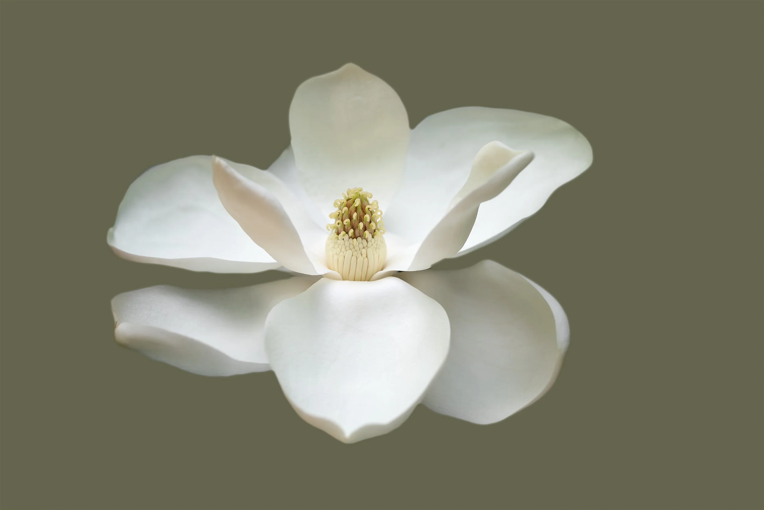 Magnolia Blossom I, 2022