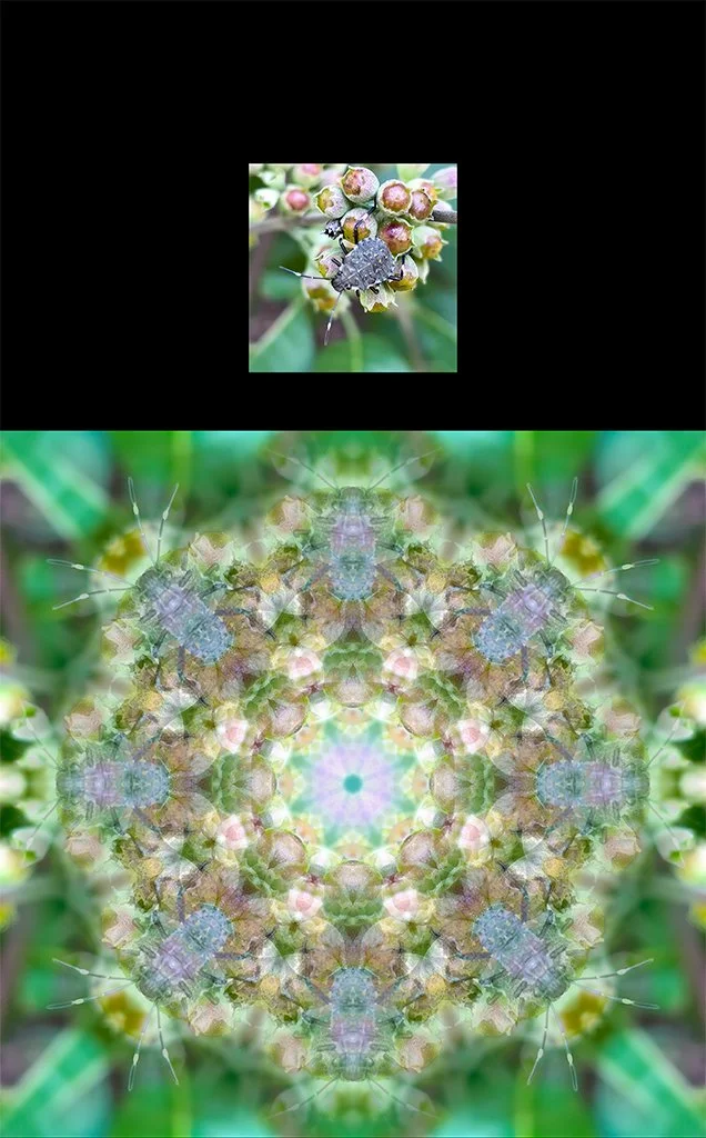 A photograph of a stink bug on a branch shown above the Photo-Anagram artwork it became, created with the BeMuze app.