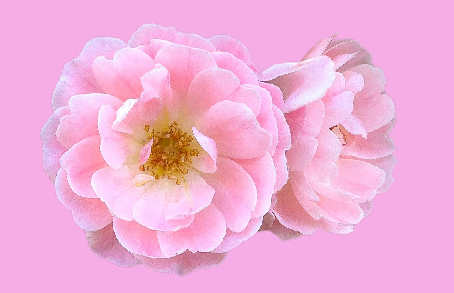 Floral Dreams Collection