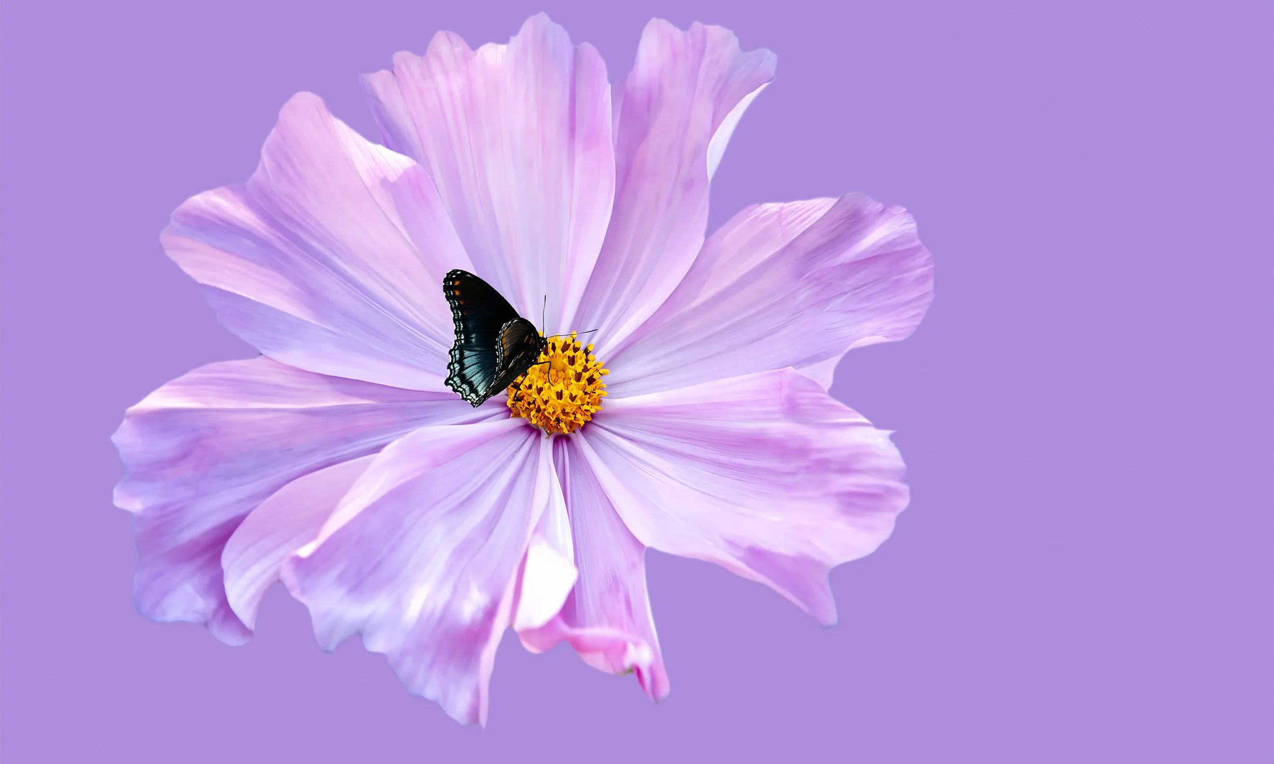 A butterfly resting on a vibrant purple cosmos flower — from Ken Holden's Floral Dreams collection.