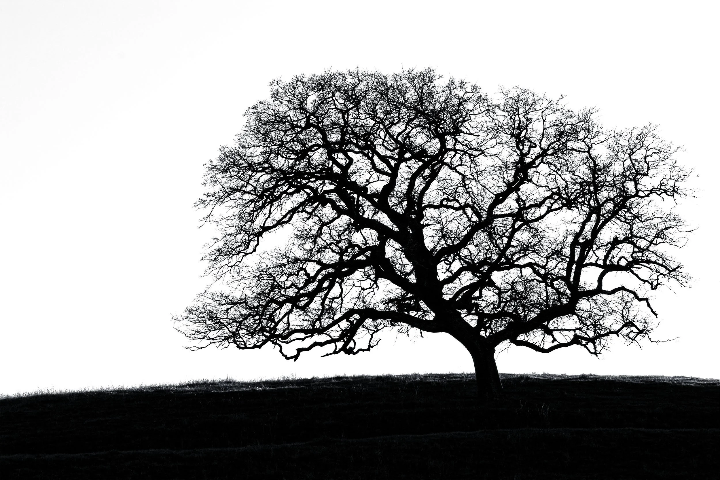 Lone Oak Tree on Hill, 2006