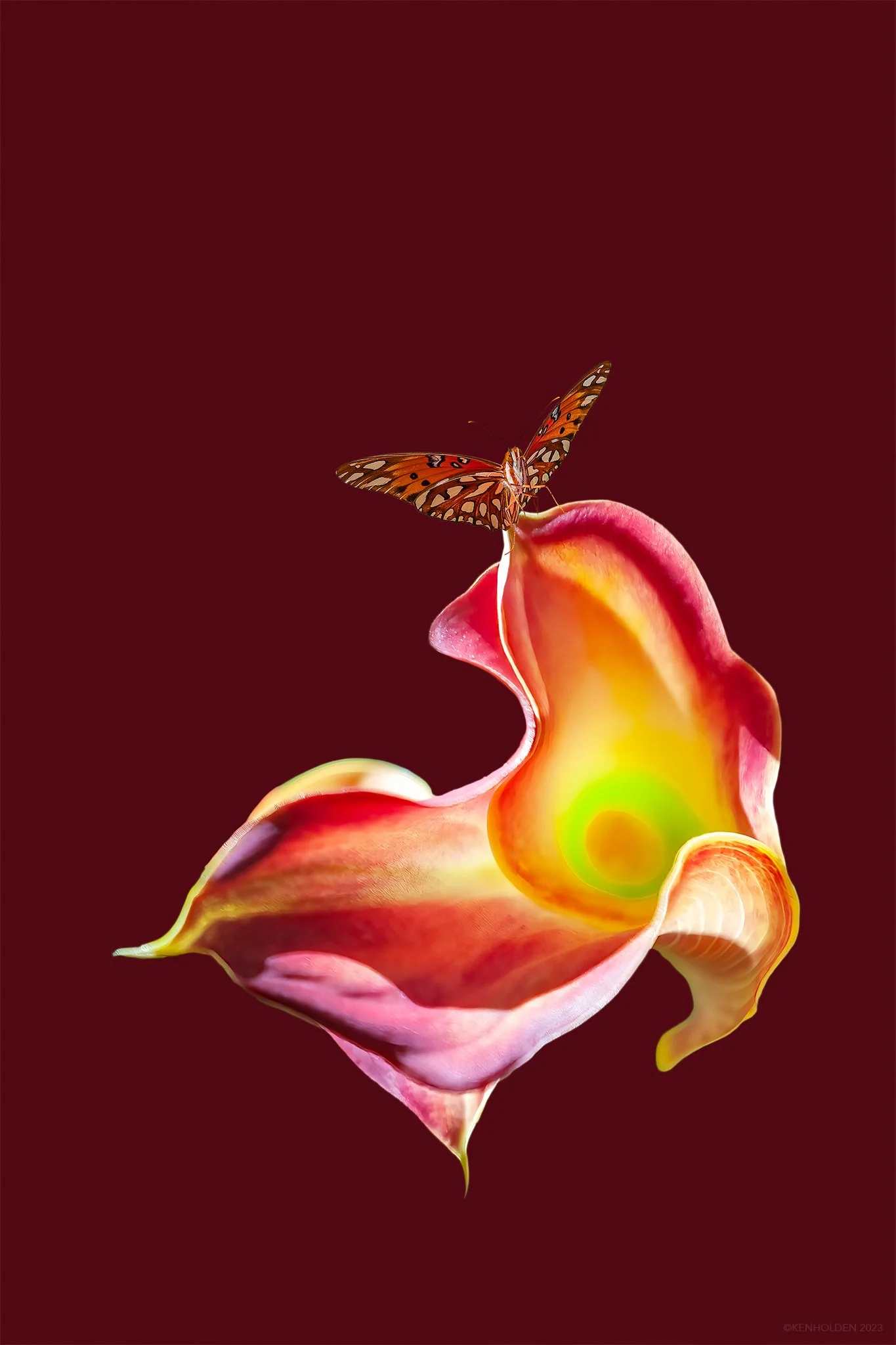 Pink Calla Lilly wButterfly, 2009