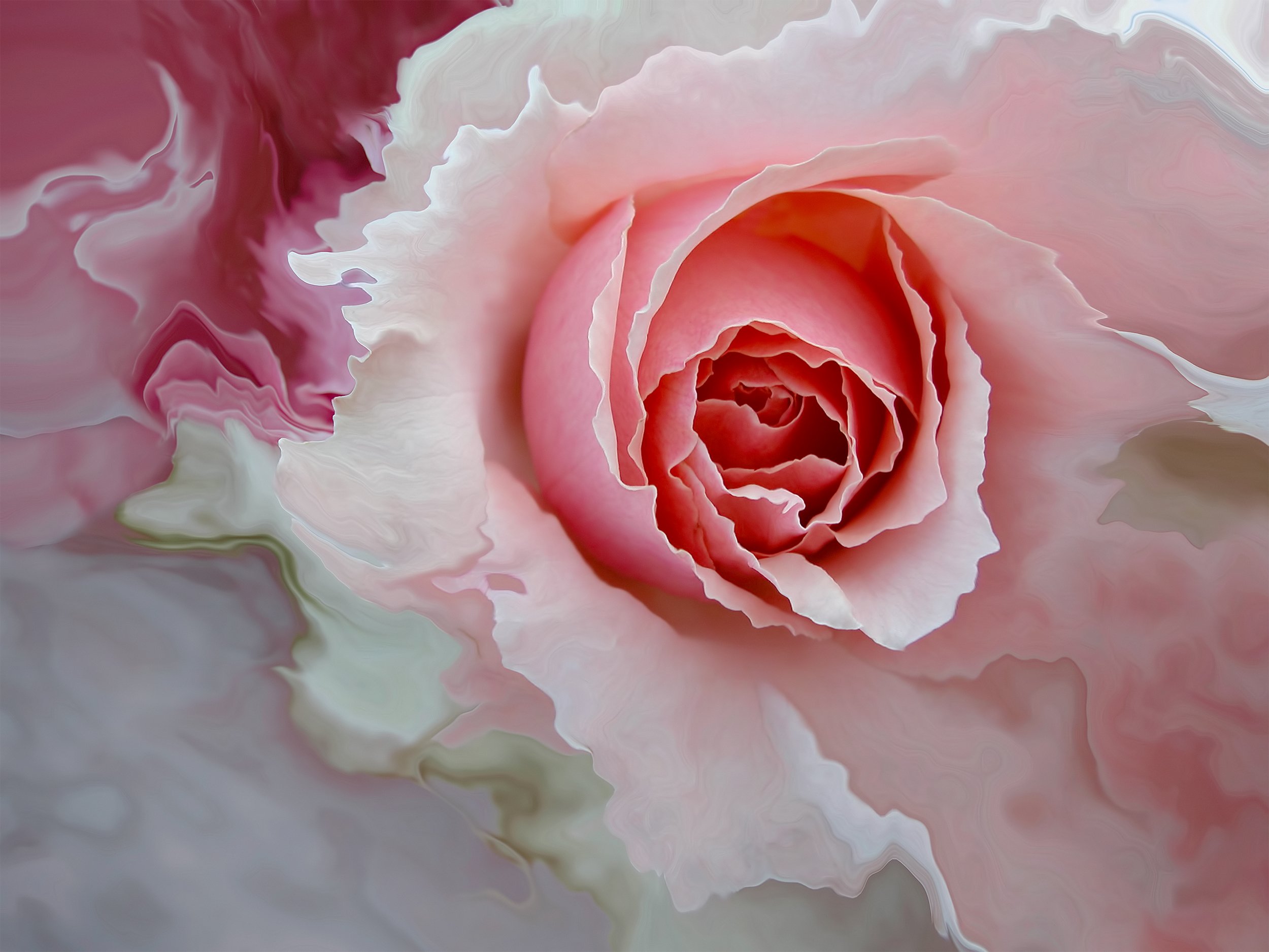 Fragrance of a Rose, 2004