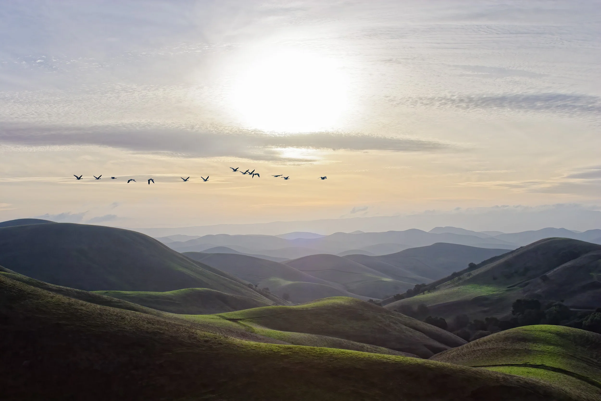 The Flight of Birds I, Livermore Valley, California 2006