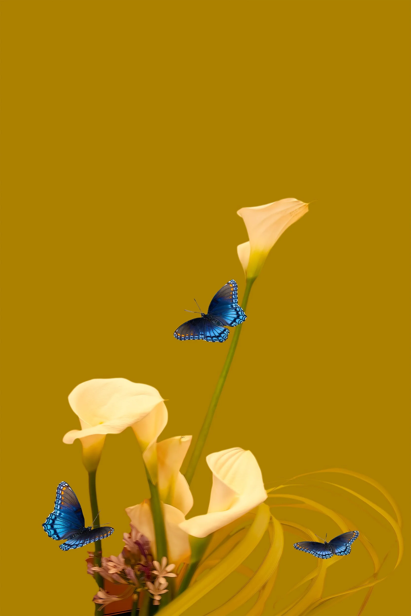 Calla Lilly with Butterflies, 2013