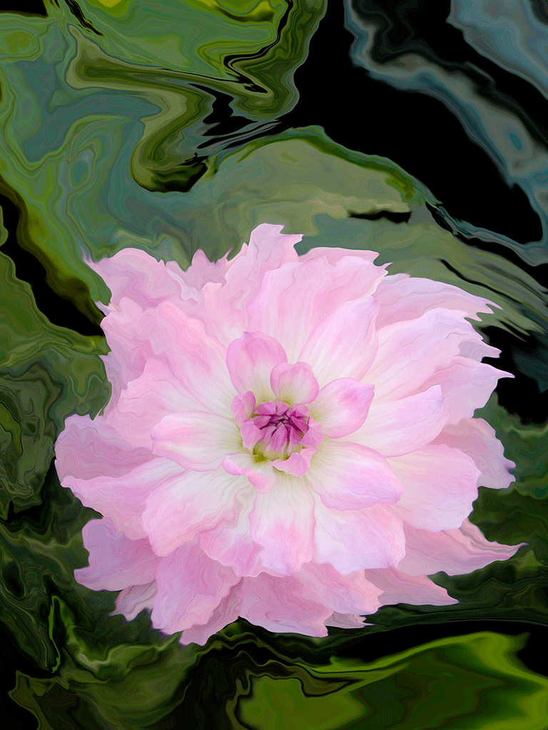The Beauty of a Rose, 2007