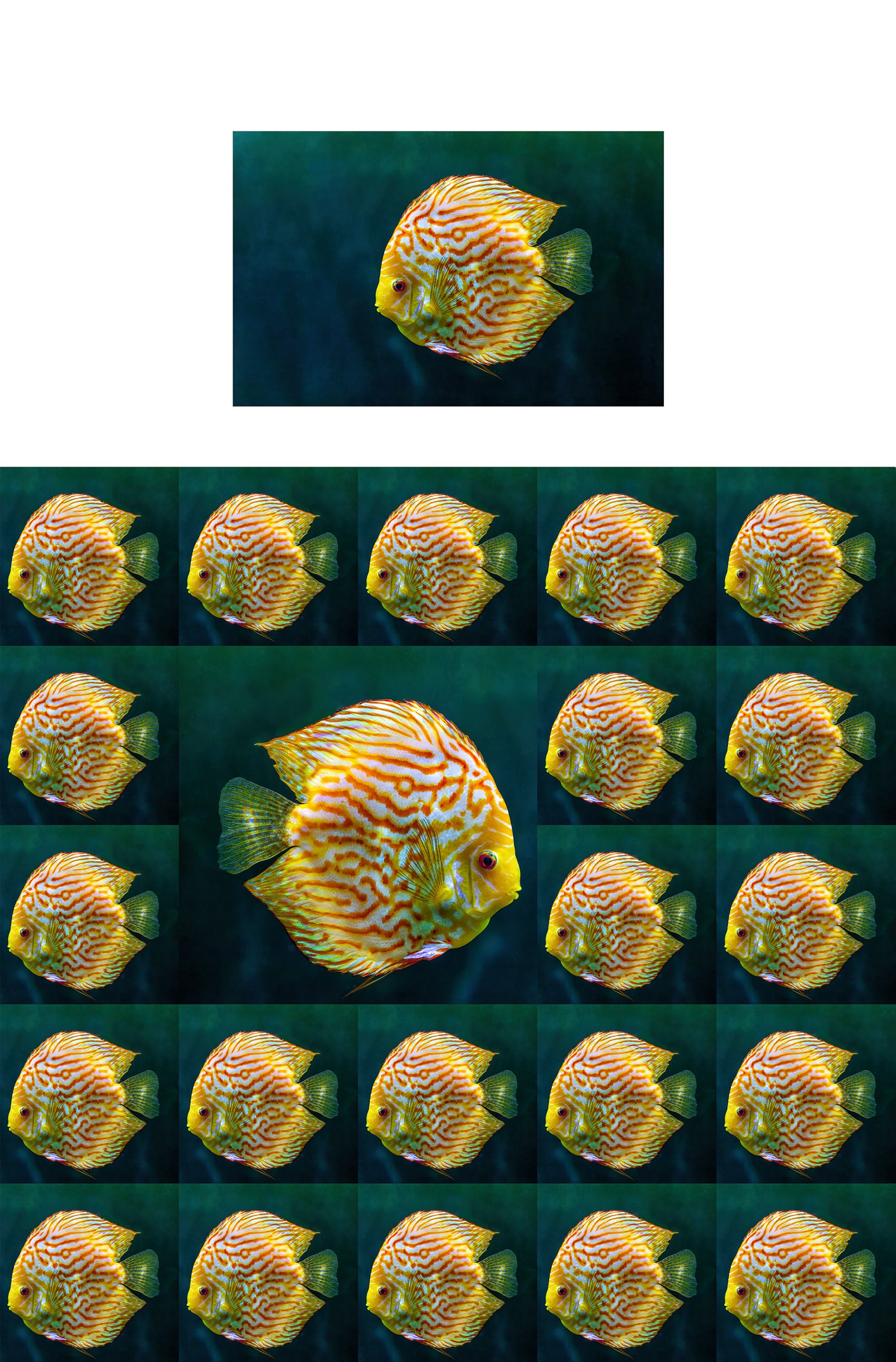 BeMuze_Pro_Tropical_Fish.jpg