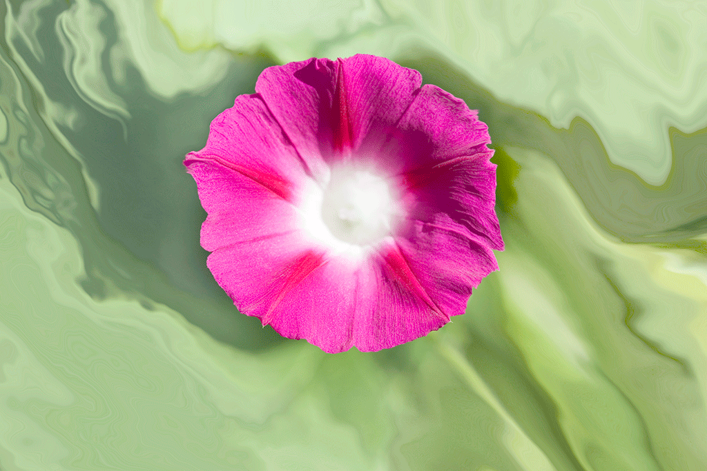 Morning Glory I, 2005
