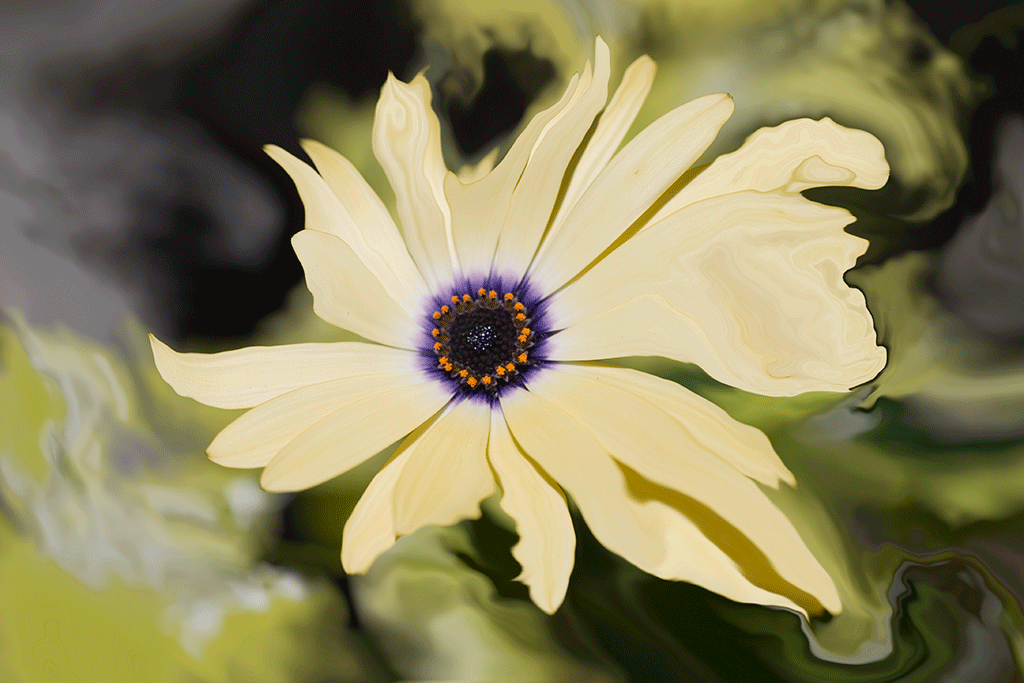 Liquid African Daisy, 2006