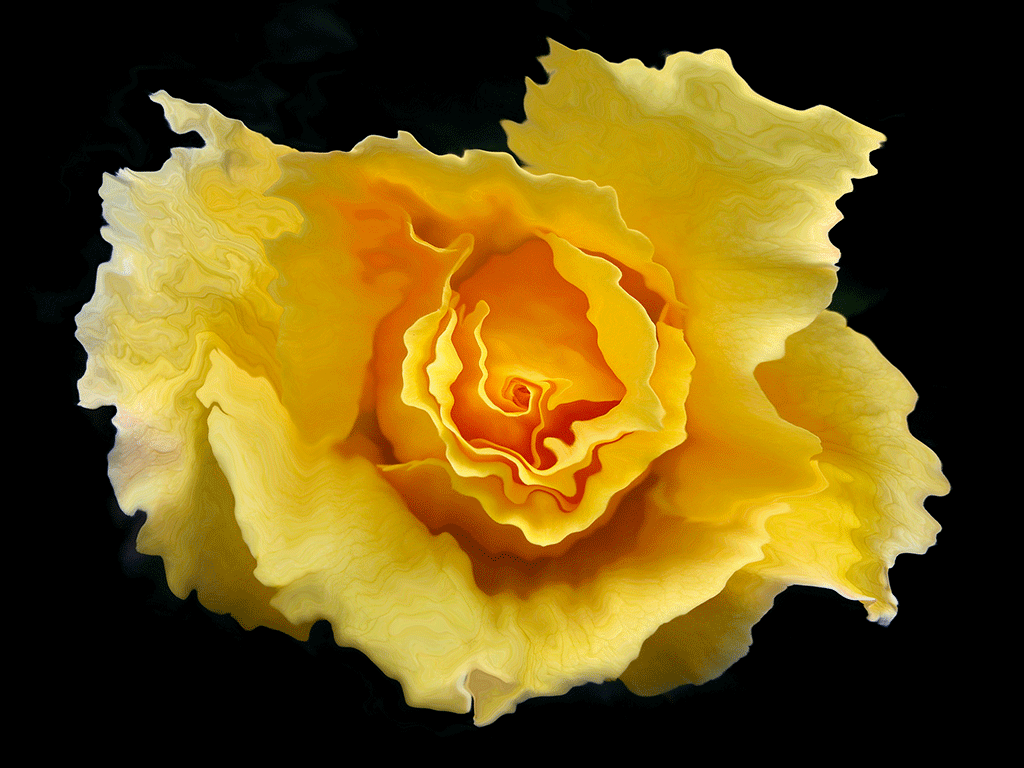 Liquid Yellow, 2004