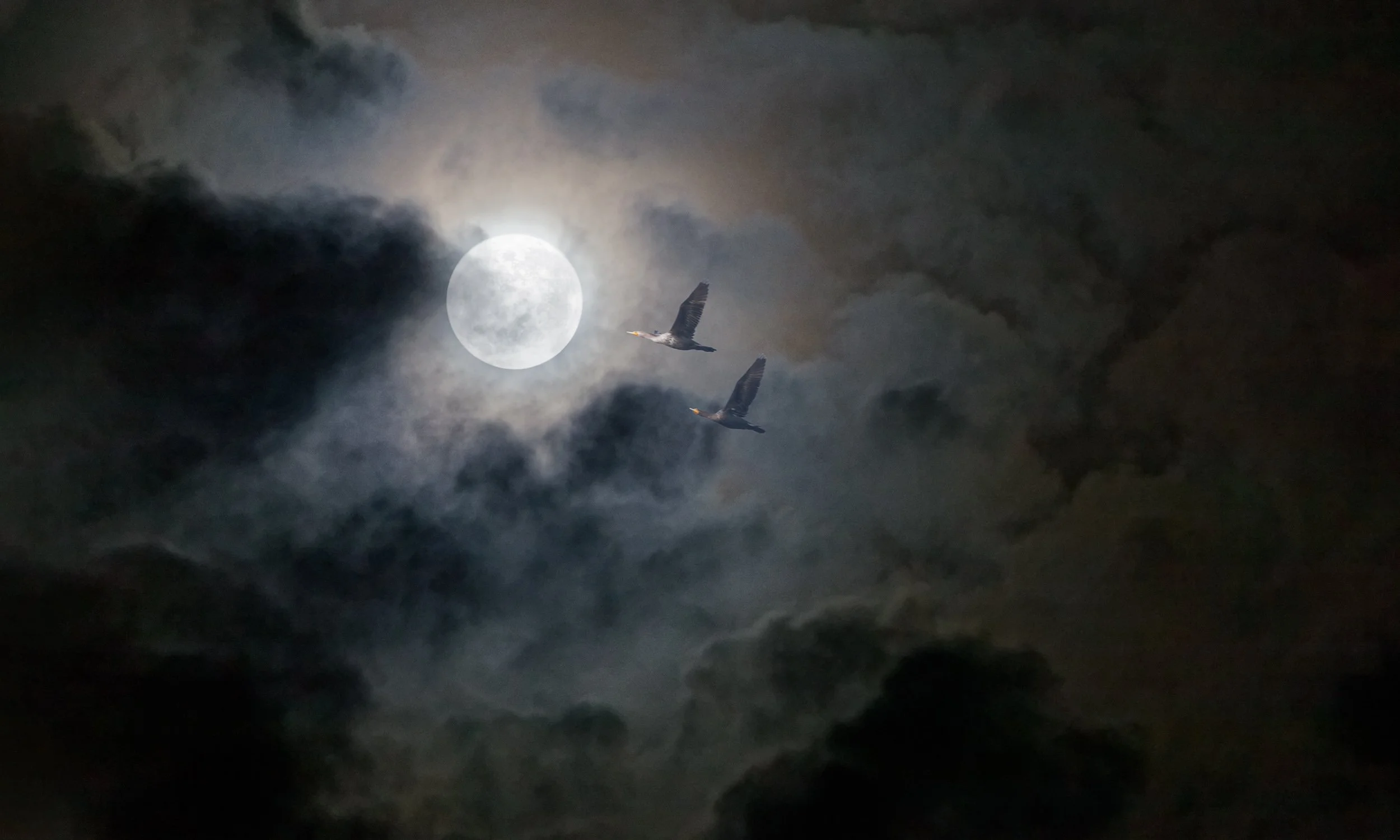 Two geese in flight past a full moon in a stormy night sky — from Ken Holden's Natural Surroundings collection.