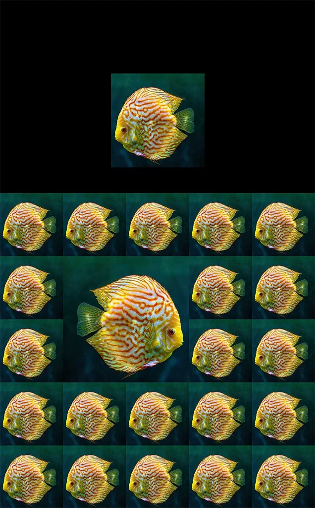 A photograph of tropical fish shown above the Photo-Anagram artwork it became, created with the BeMuze app.