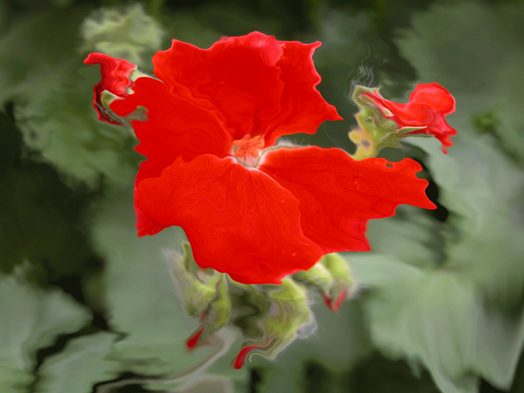 Red Impatiens, 2004