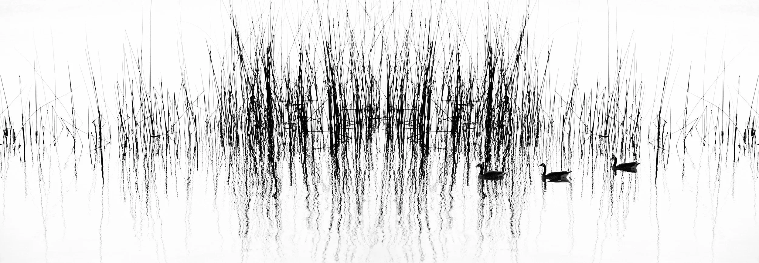Reeds & Ducks, San Francisco Bay, 1976