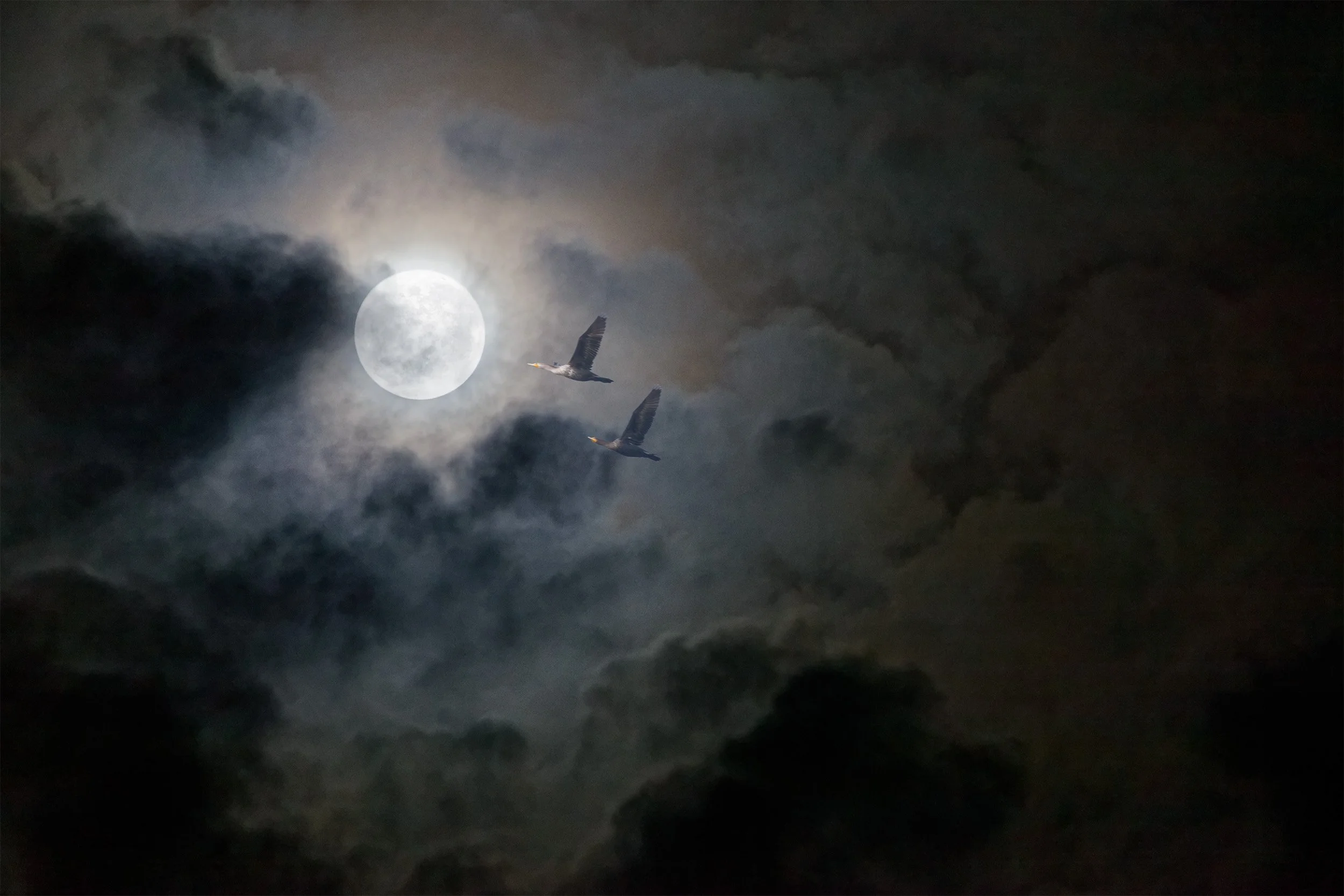 Flight of Birds XXIII, Alpharetta, Georgia, 2021