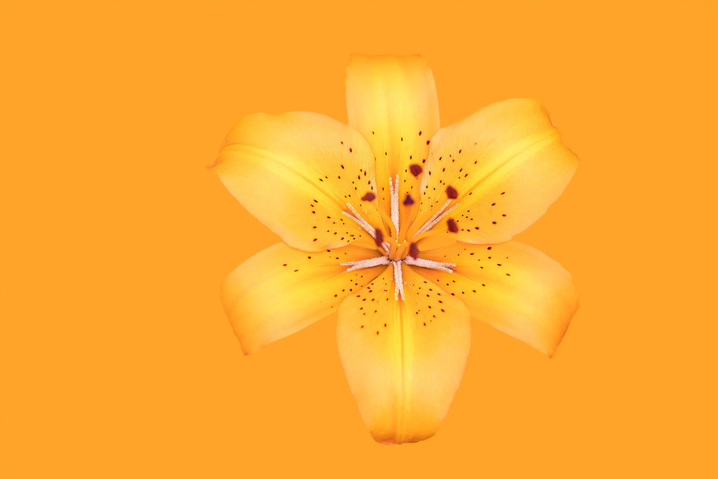 Siberian Lily, 2023