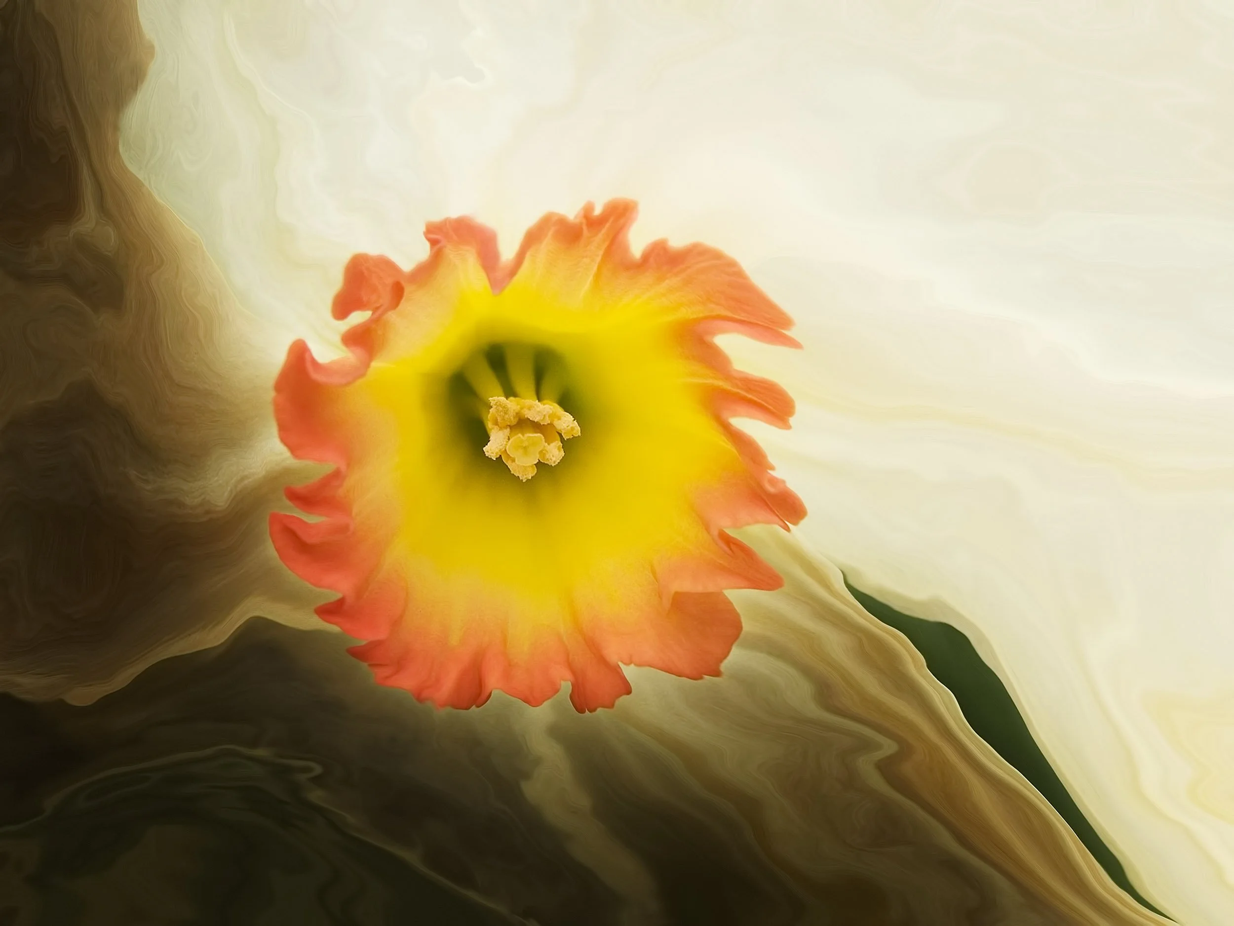 Flame Daffodil, 2005
