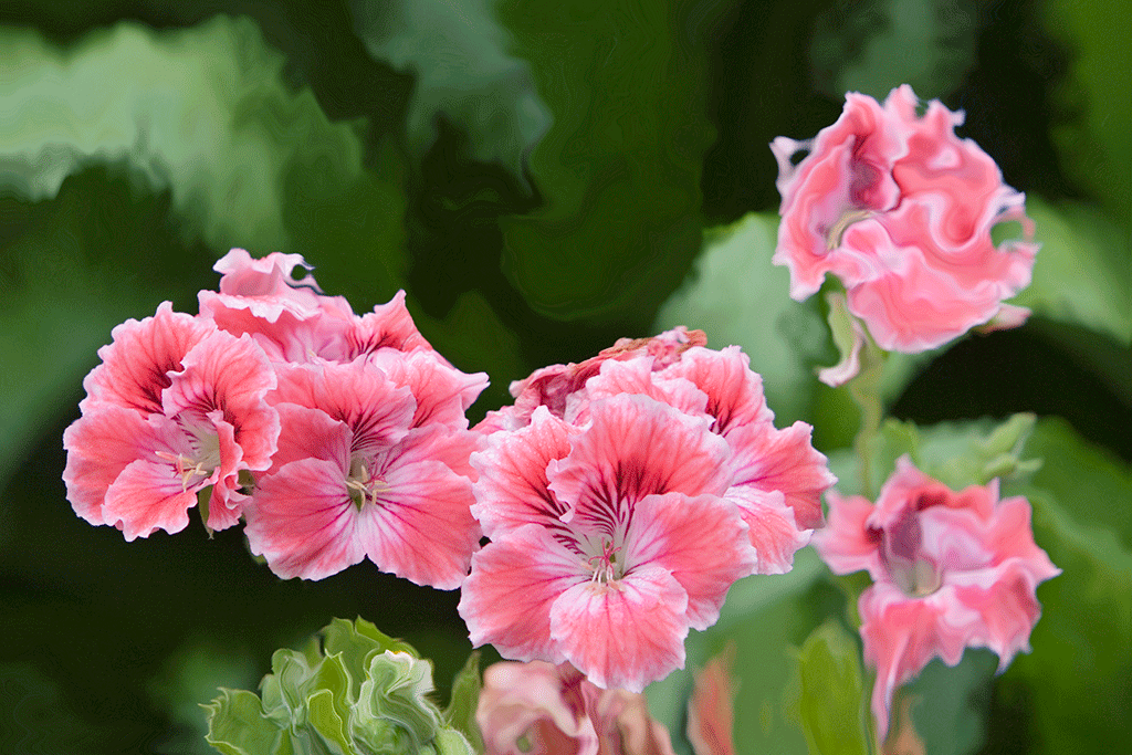 Regal Geraniums, 2006