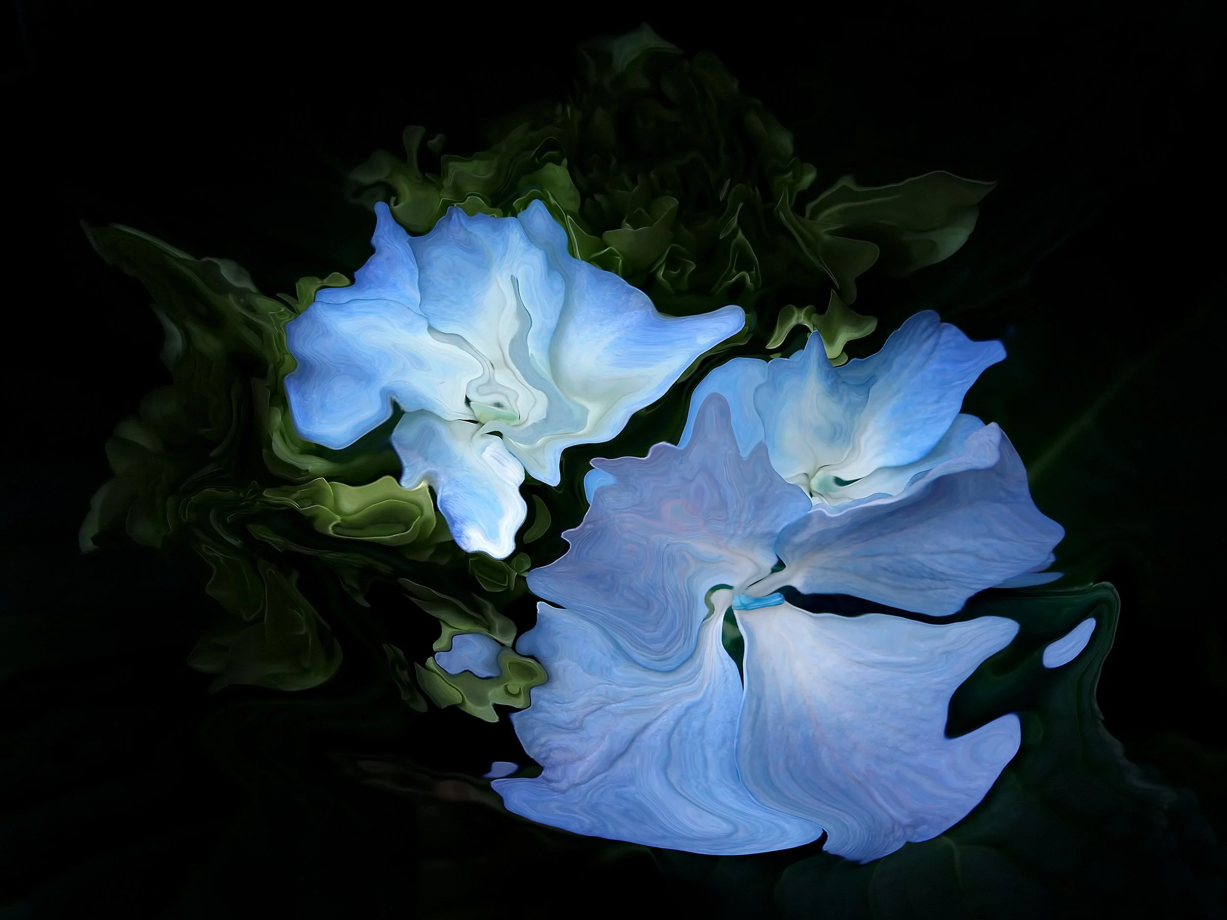 Blue Hydrangea, 2004