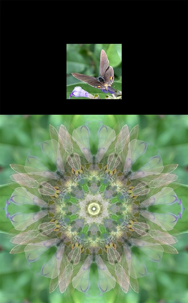 A photograph of a butterfly on leaves shown above the Photo-Anagram artwork it became, created with the BeMuze app.