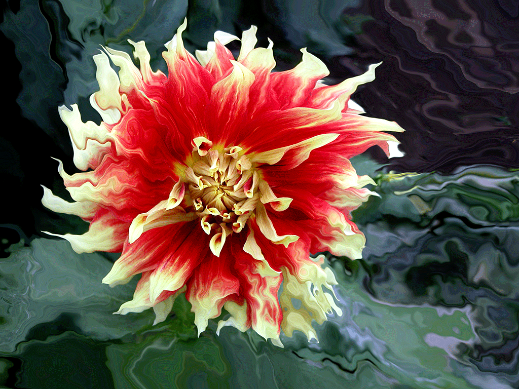 Dahlia Pinnata II, 2004