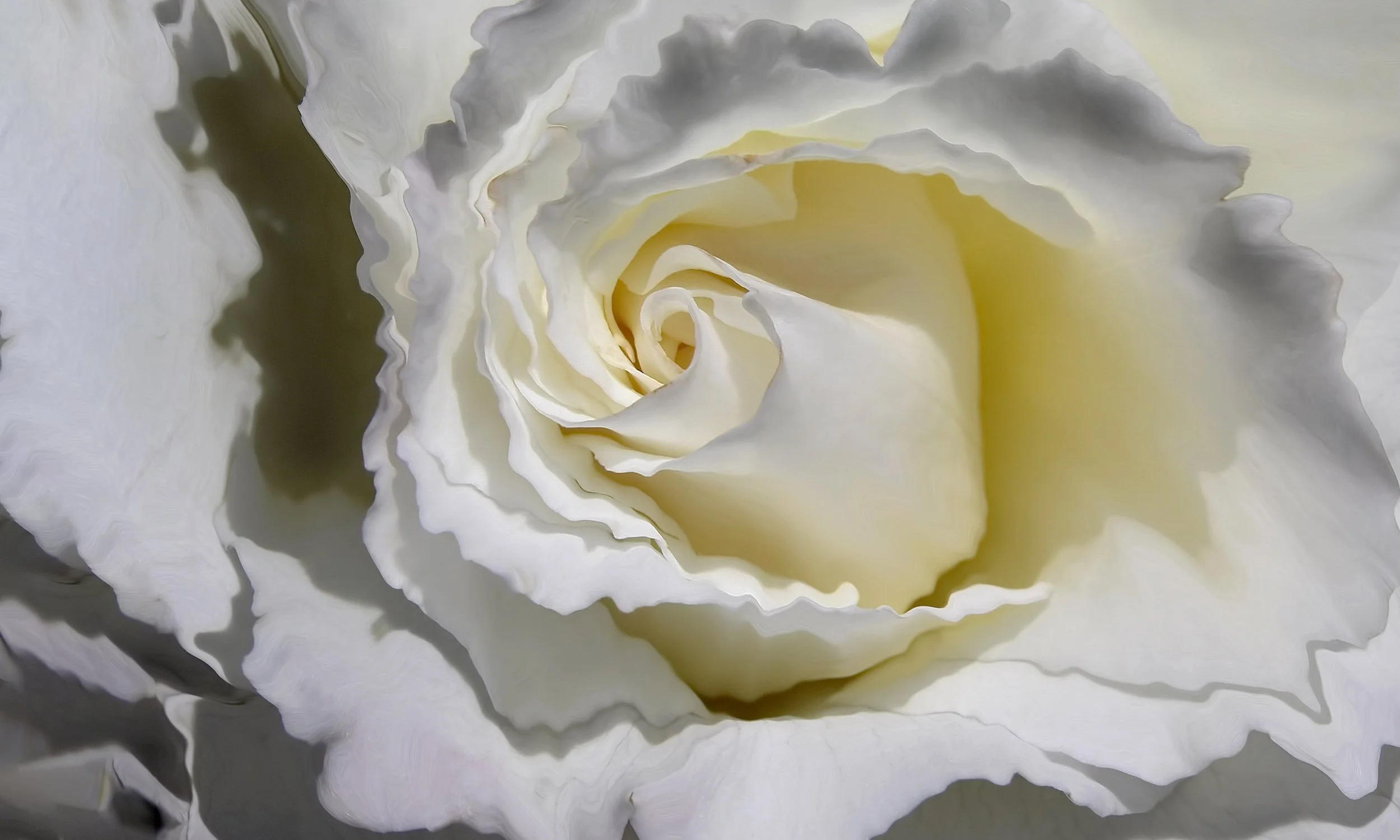 Pearl Rose — a close-up of a creamy white rose from Ken Holden's Liquid Flowers collection.
