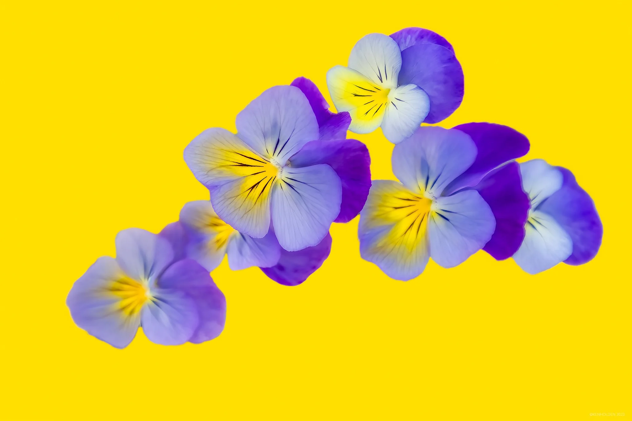 Horned Pansies, 2006