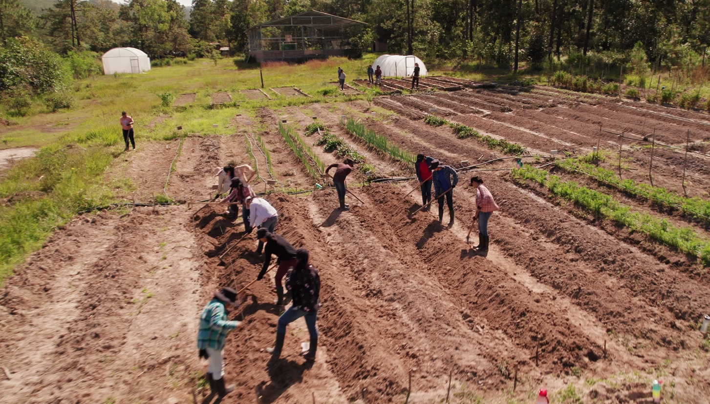 Group of people working together planting crops in a garden with multiple rows of freshly tilled soil. Greenhouses and trees are visible in the background.