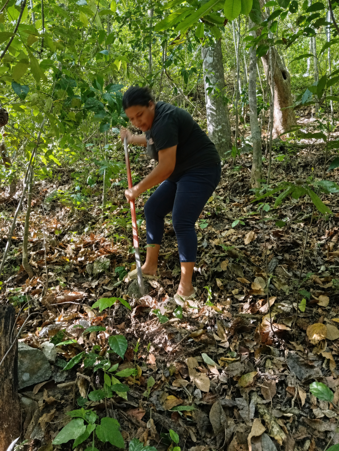 Mirian planting.png