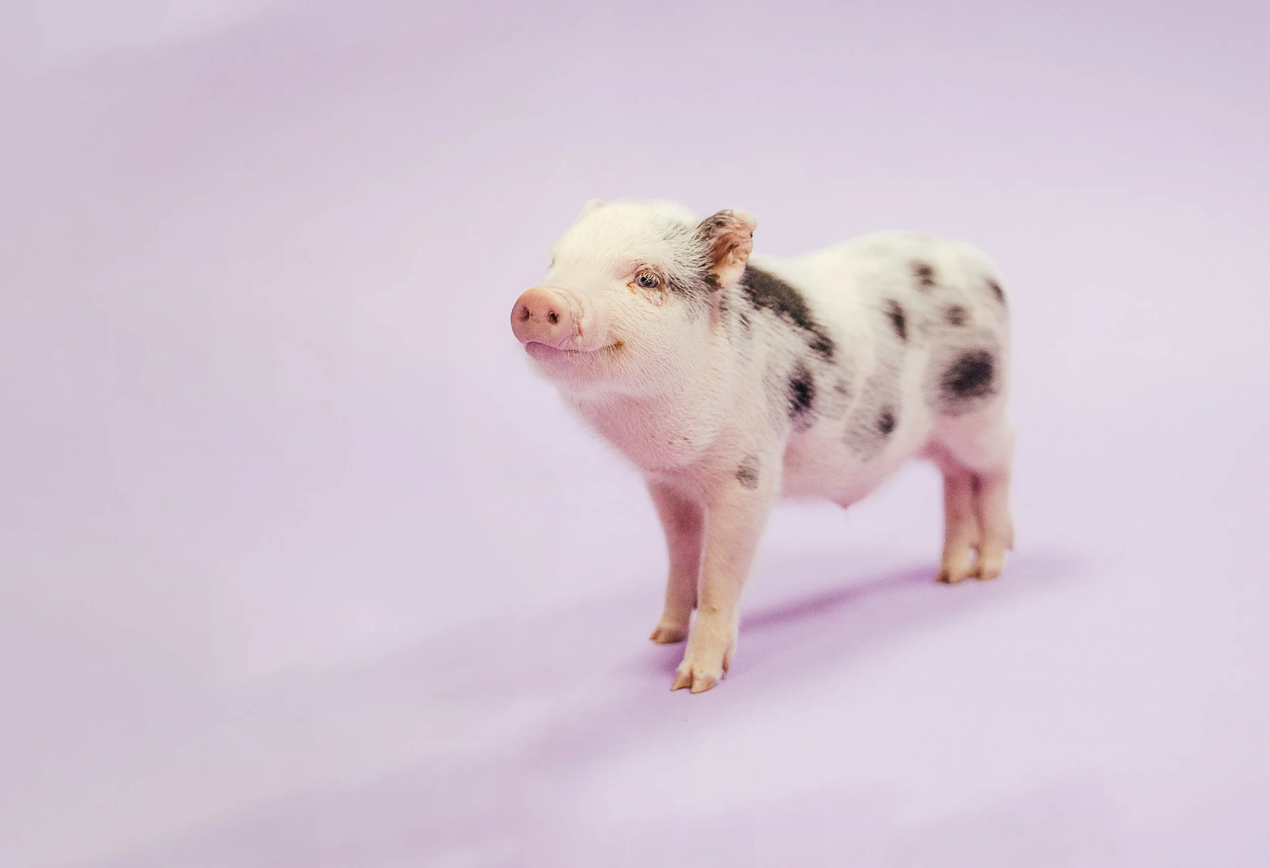 A small piglet standing on a light purple background, facing slightly to the left with a gentle smile.