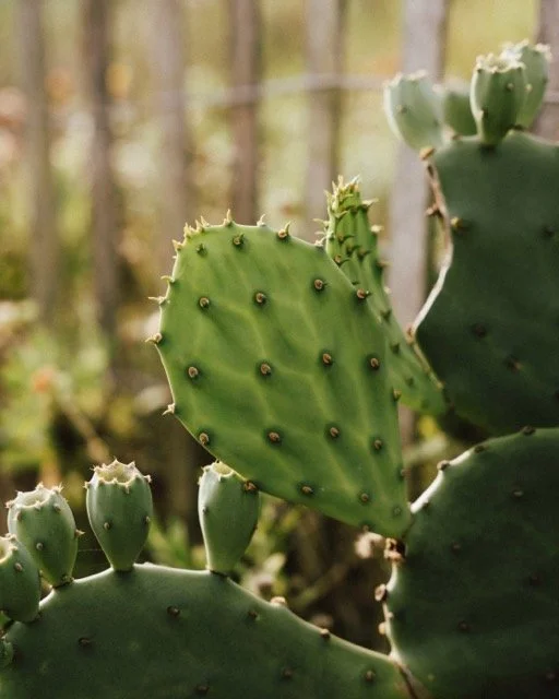 Folly Cactus
