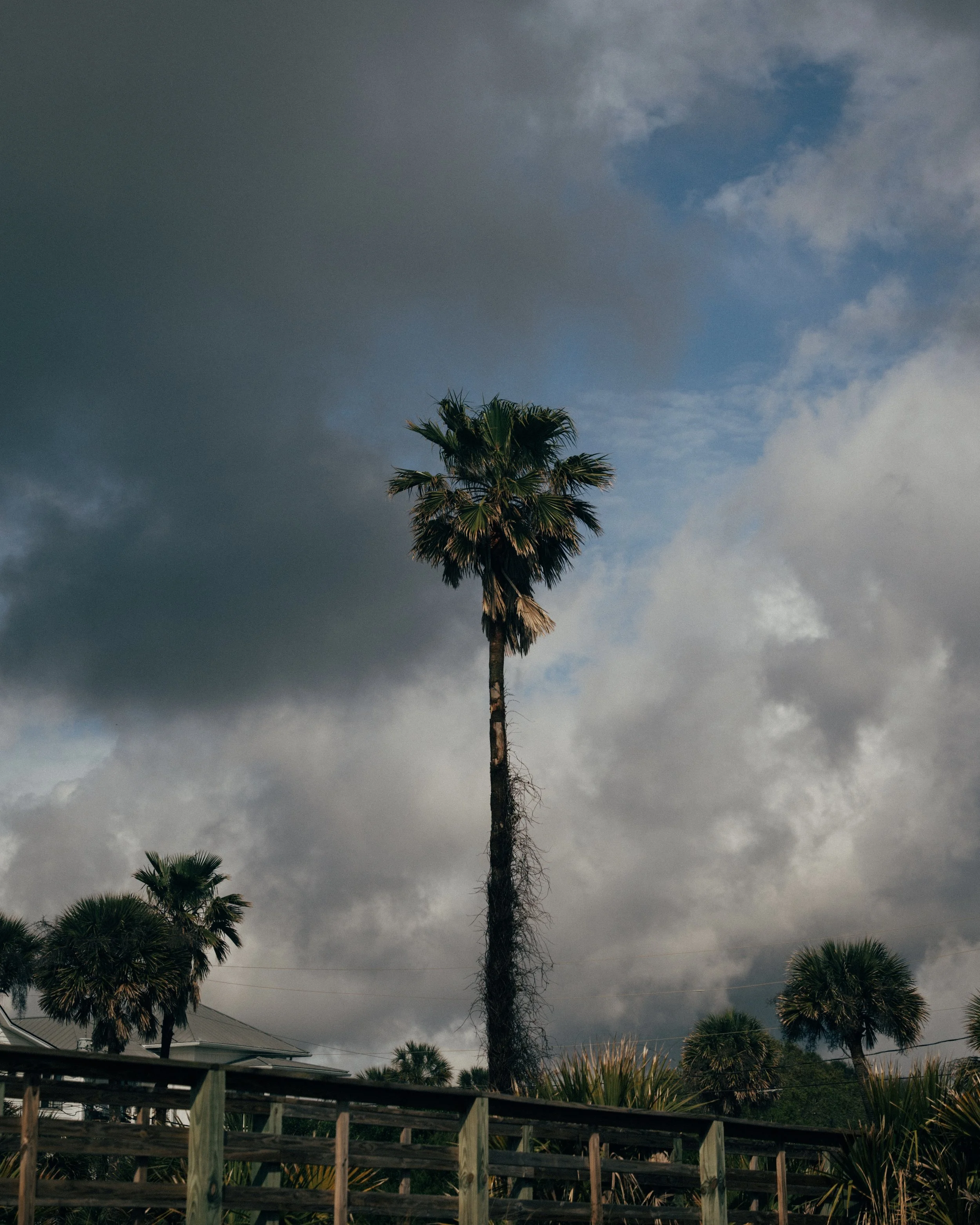 Palm by the pier