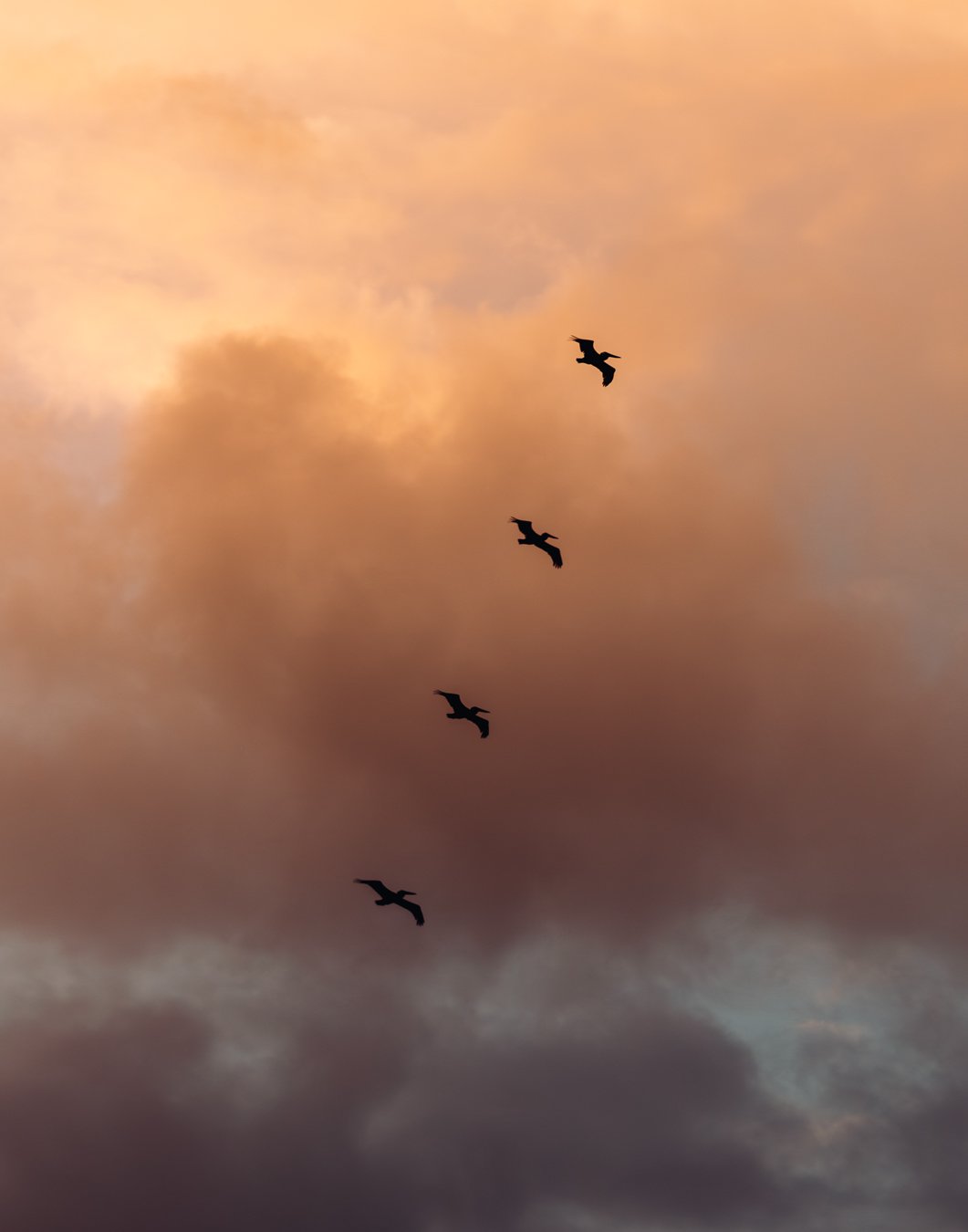 Pelican Sunset