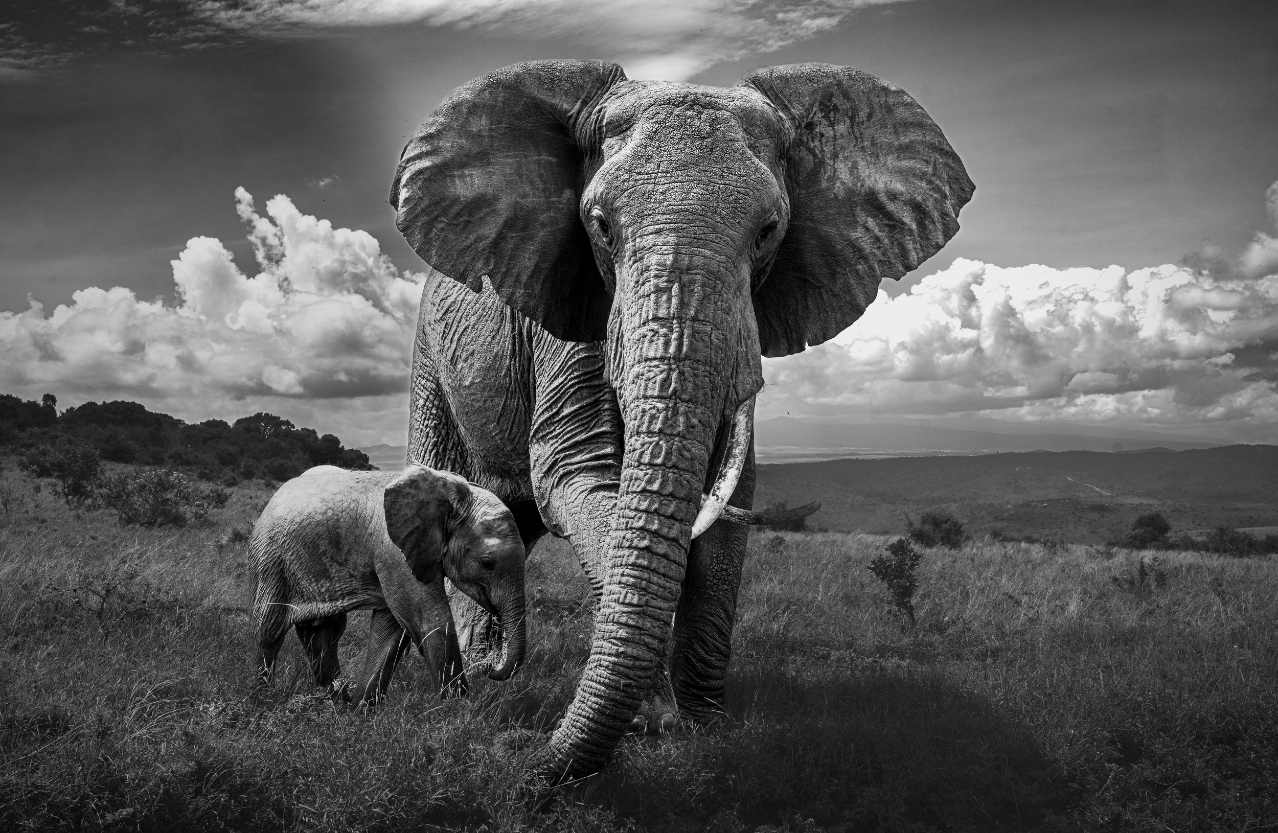 Wildlife