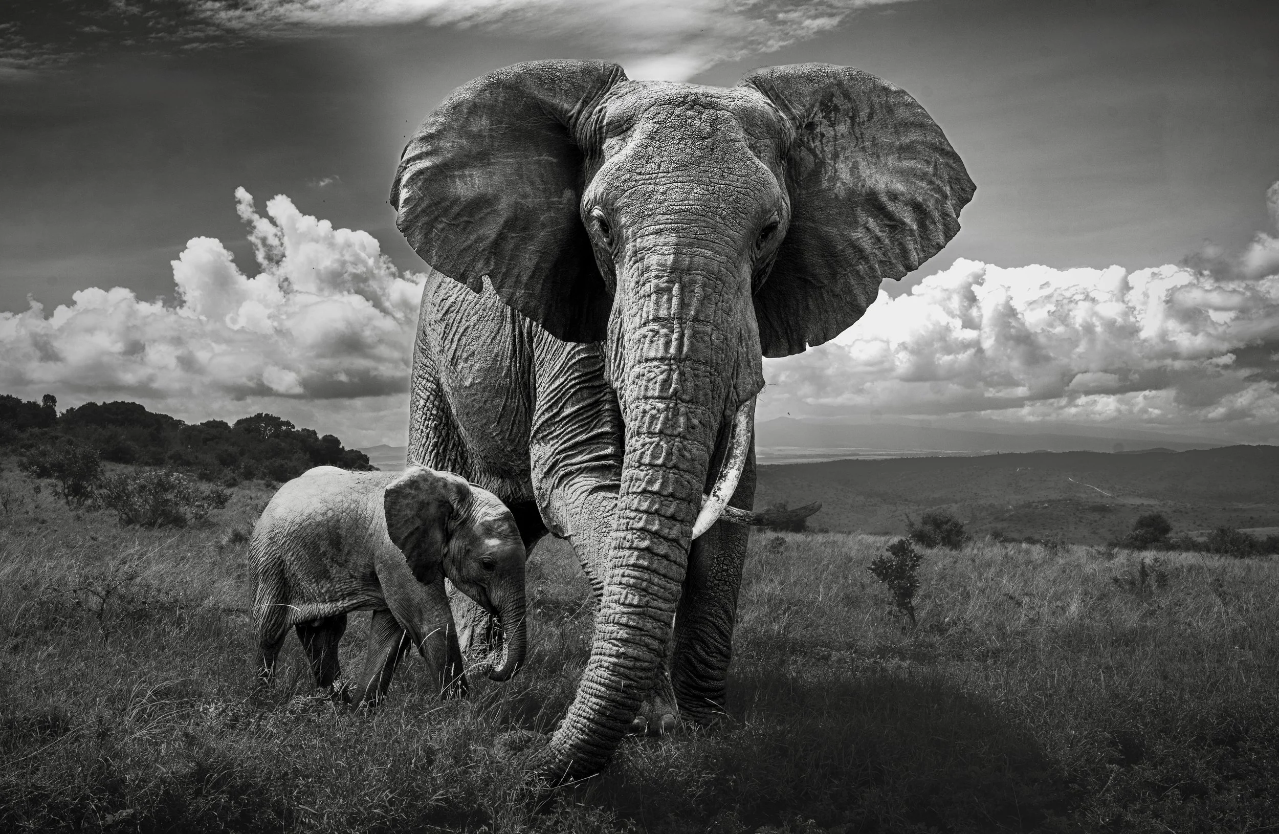 Borana Elephant (1st Edition 1 of 30) 
Unframed | 73.5 x 50 cm 
Framed | 95.2 x 71.7 cm