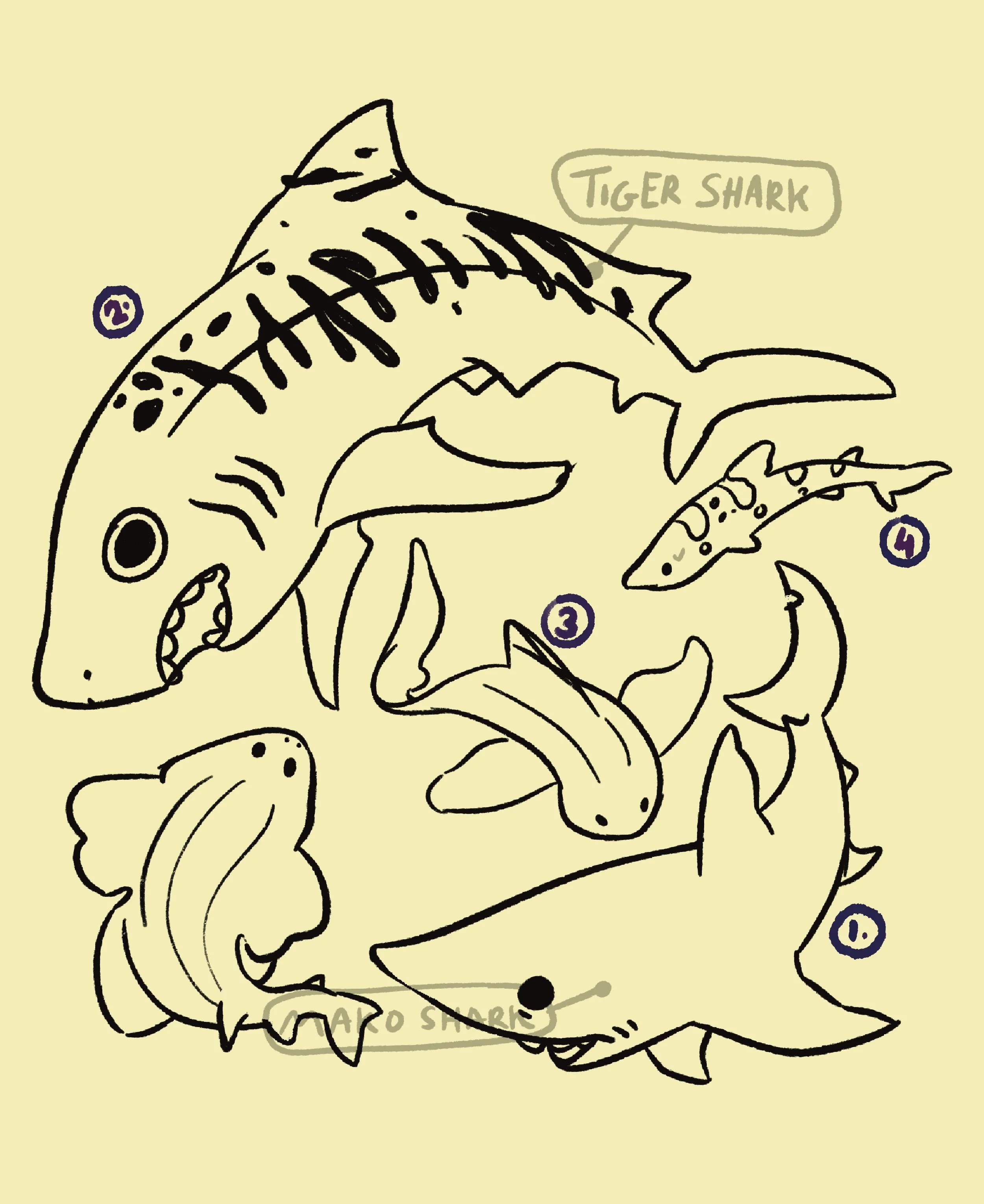 Line drawing of a dinosaur head with a speech bubble that reads "Tiger Shark" and some numbers in circles nearby.