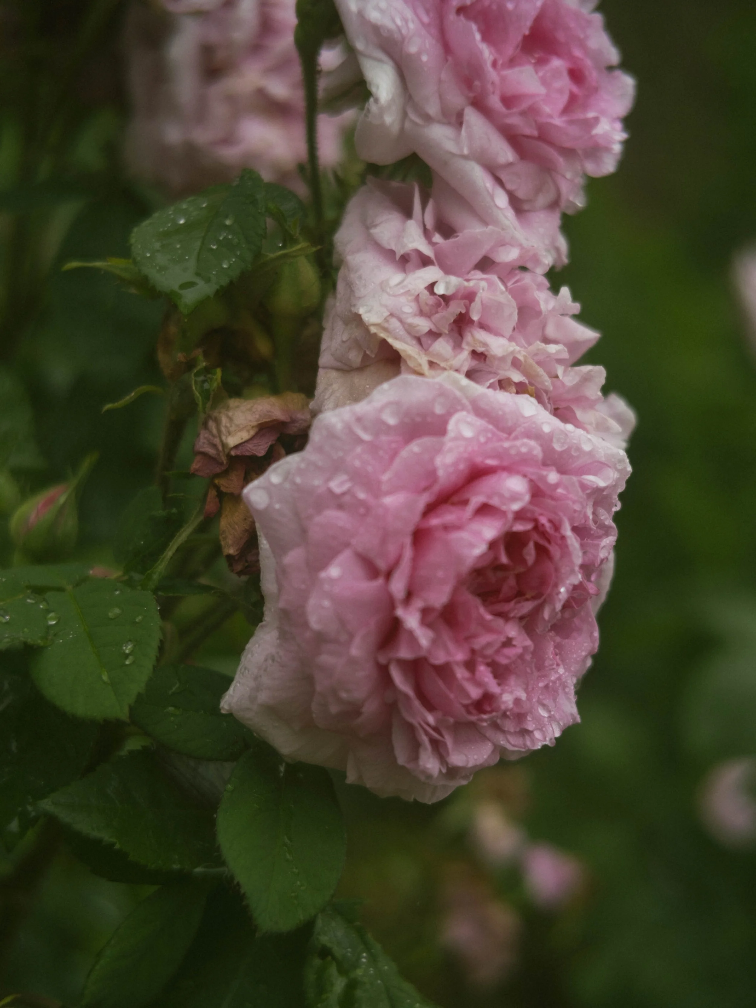 DSCF3836.jpg