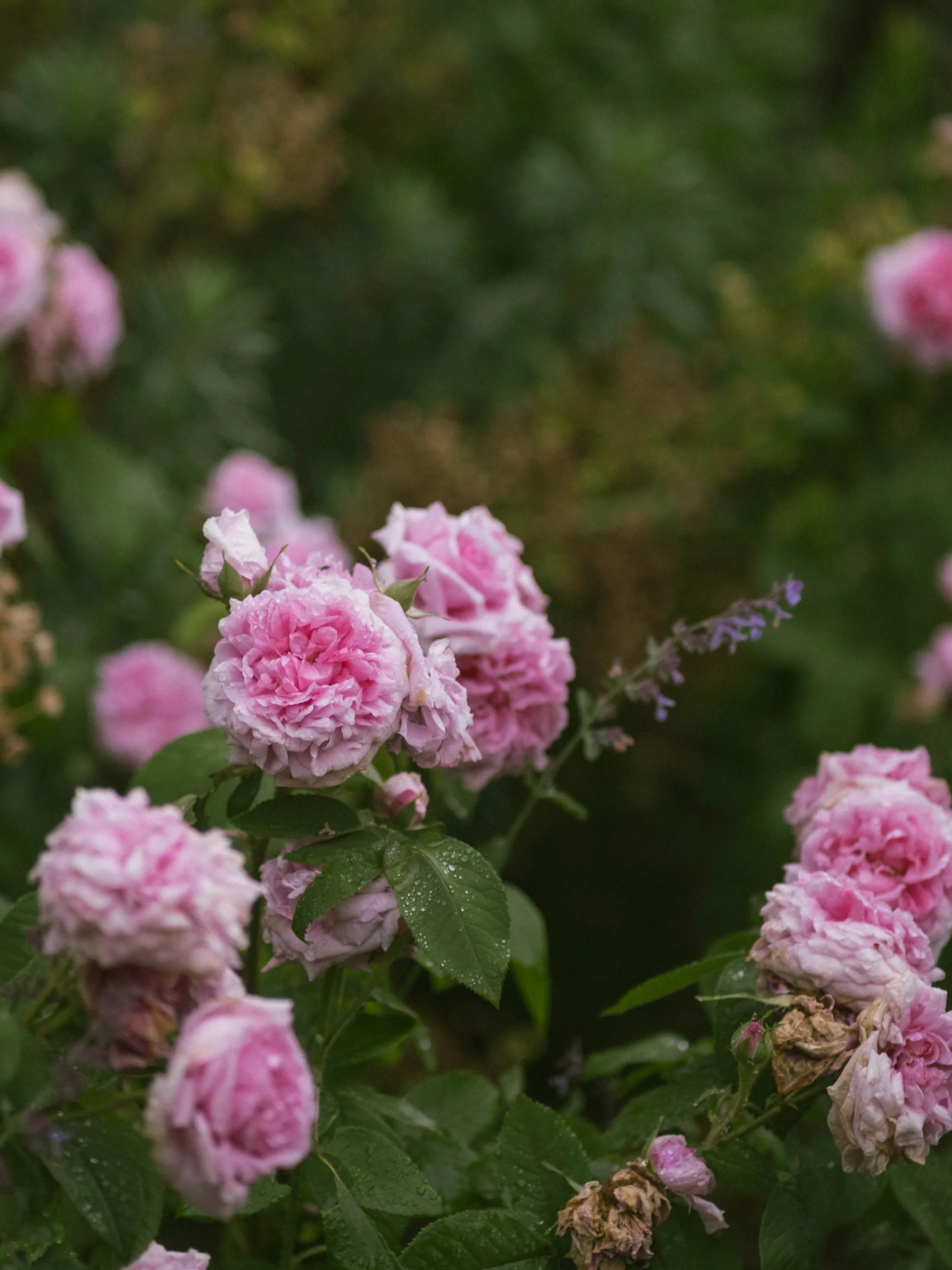 DSCF4532-2.jpg