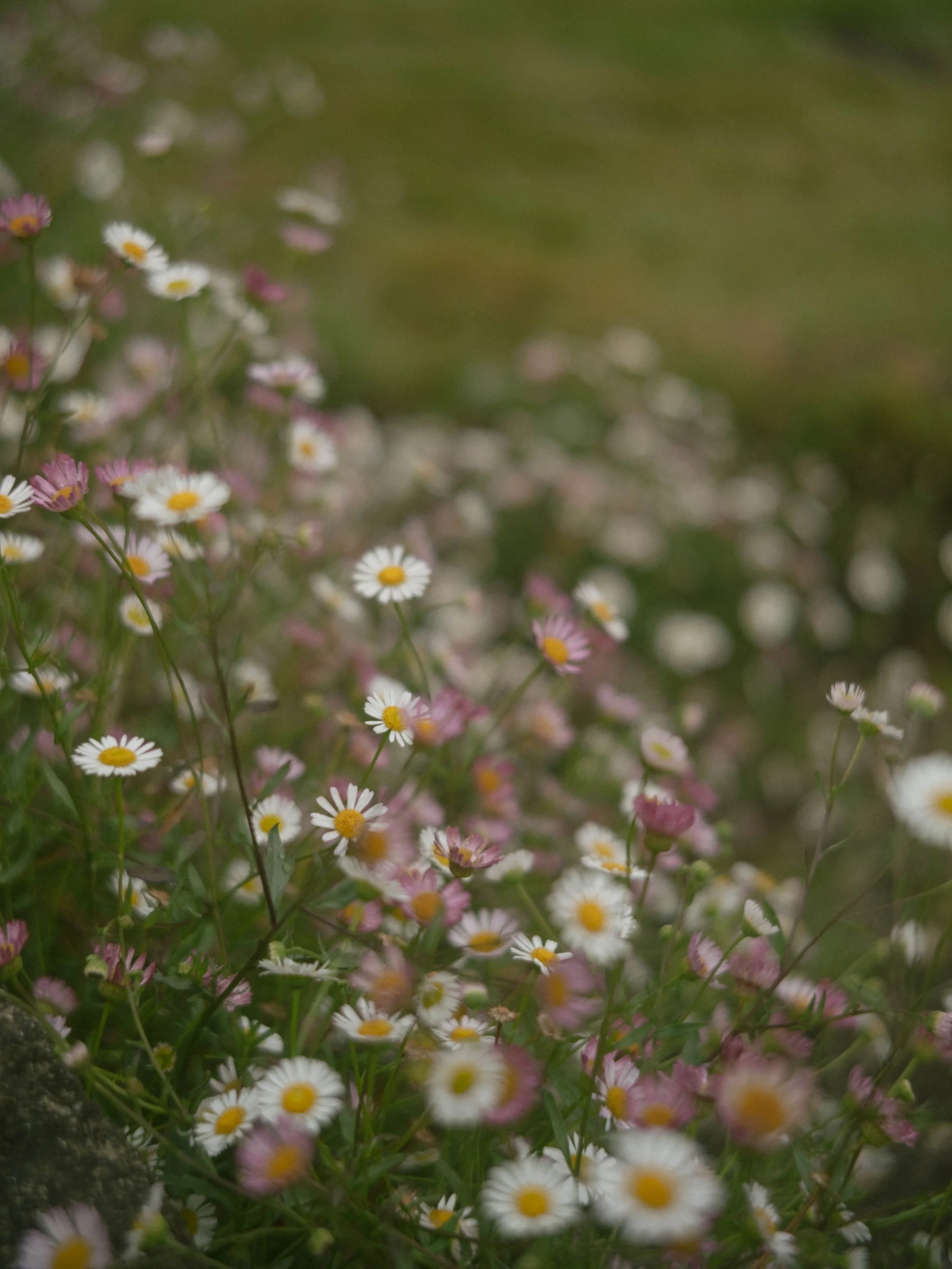 DSCF4635.jpg