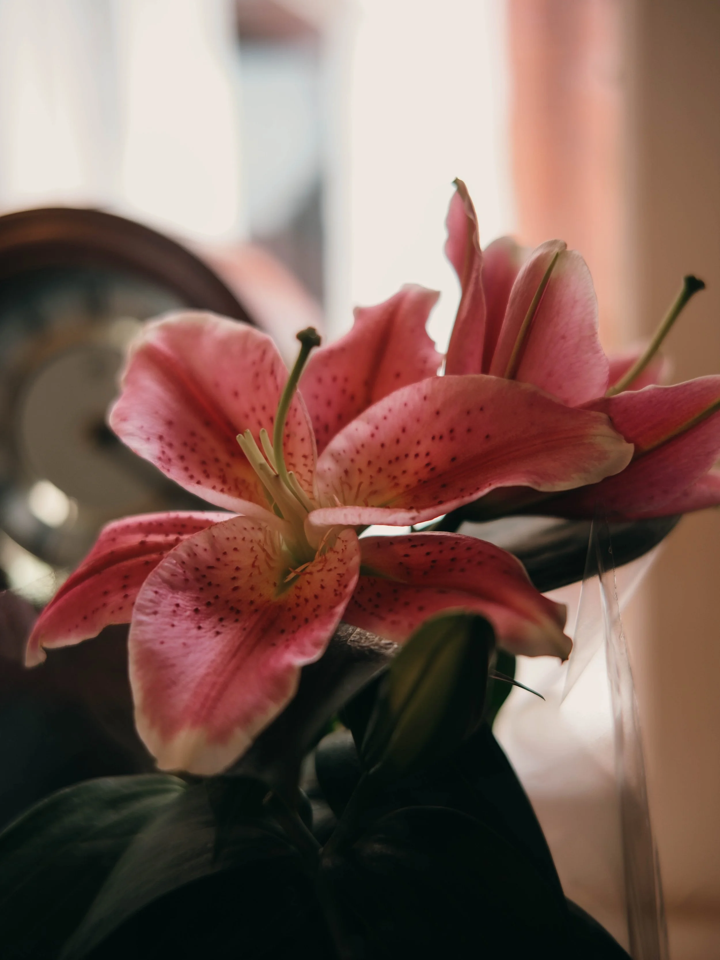 Close-up of a pink lily flower with green leaves in the foreground, blurred background with soft lighting.