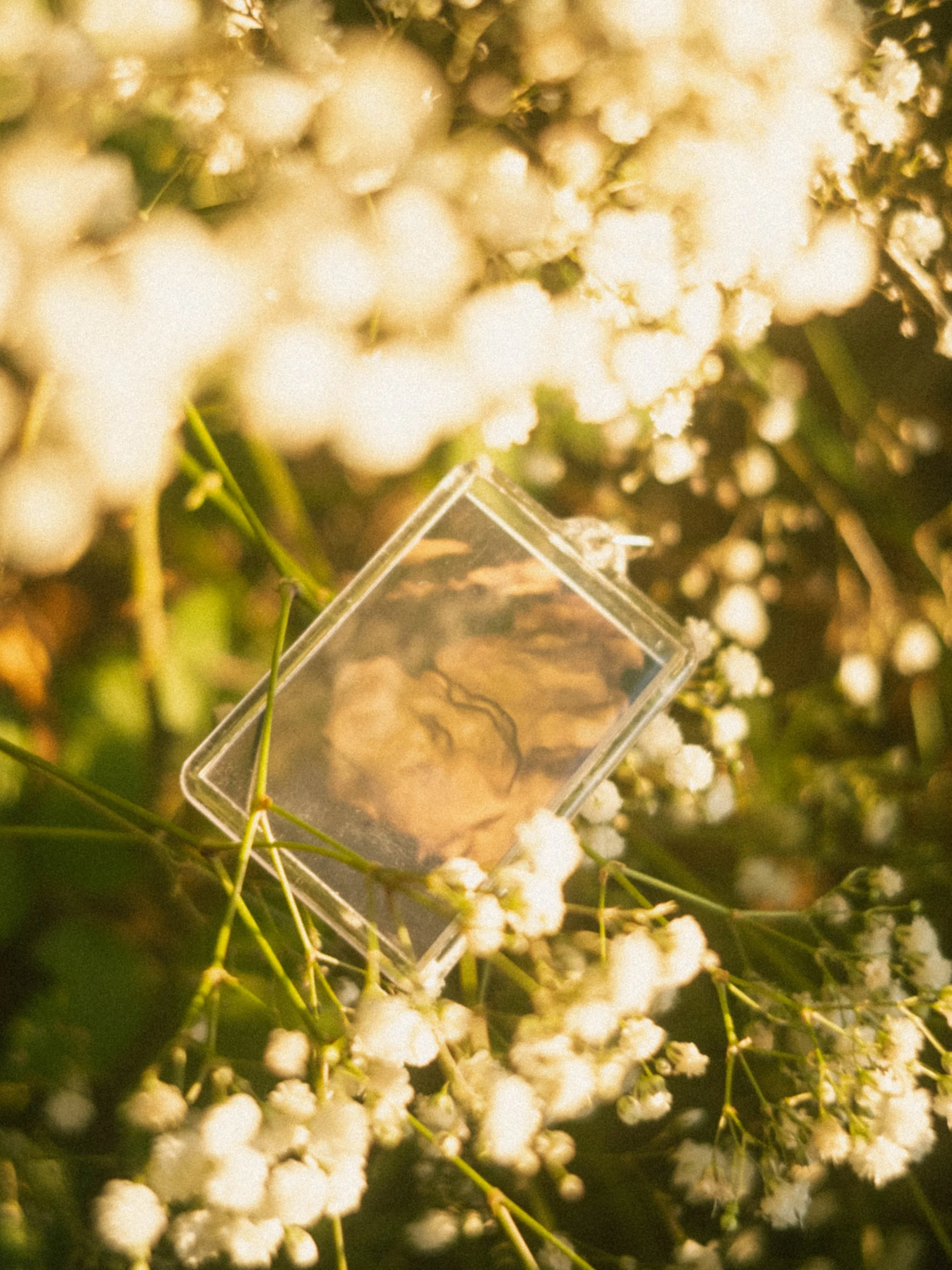 Close-up of small white flowers on dark green foliage, with a clear acrylic display case in the foreground.