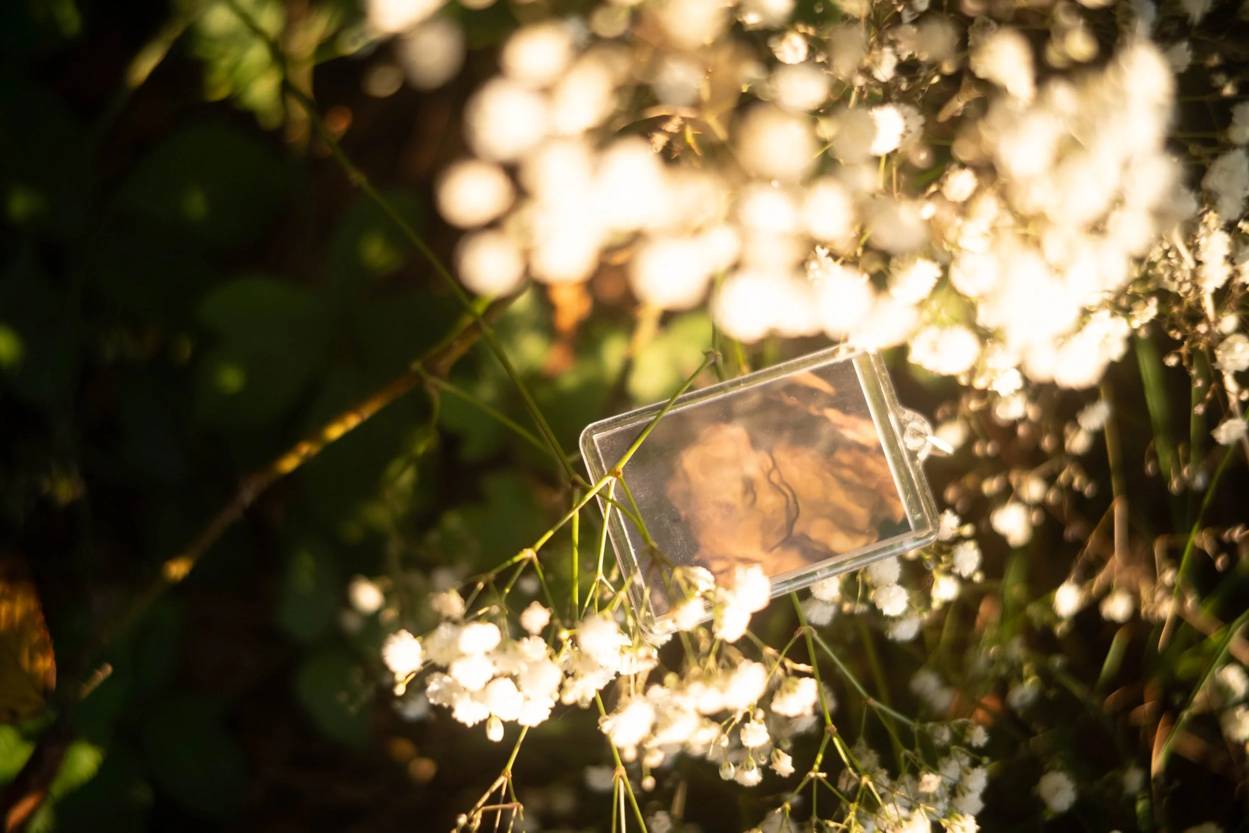 Close-up of white flowers illuminated by warm light, with a small transparent plastic display case containing an artifact or specimen below the flowers.
