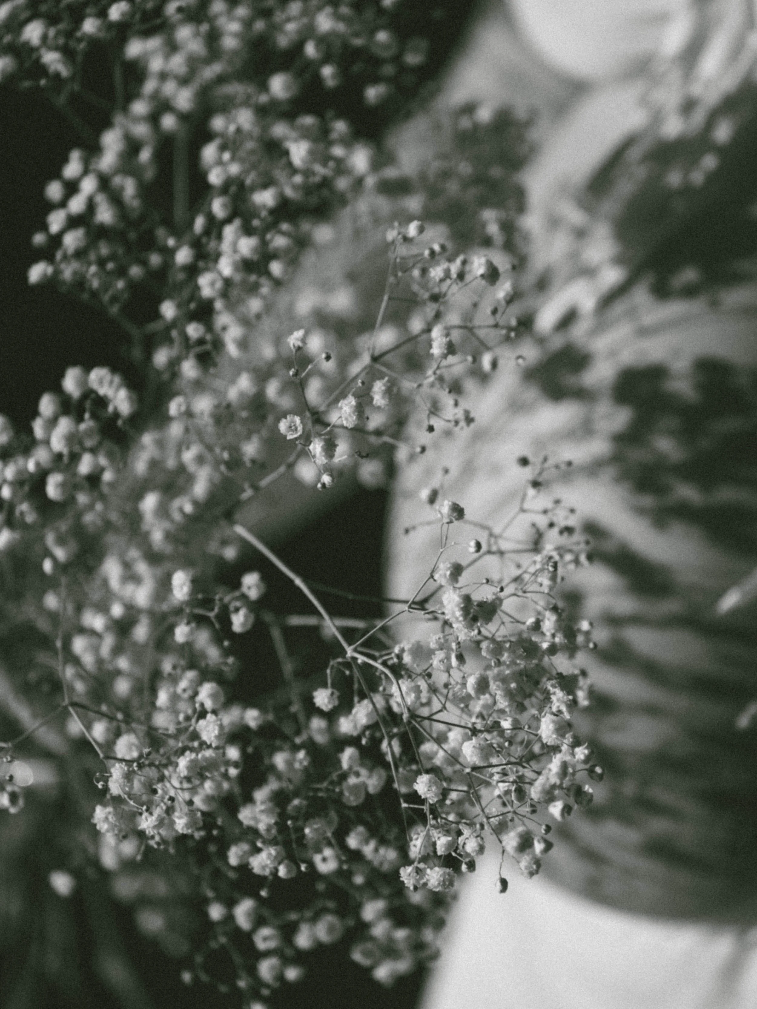 Close-up of a bouquet of small, delicate flowers, possibly baby's breath, in black and white.