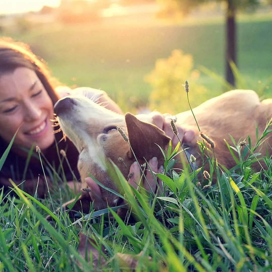 A woman lying in tall green grass, smiling while cuddling two puppies outdoors during sunset.