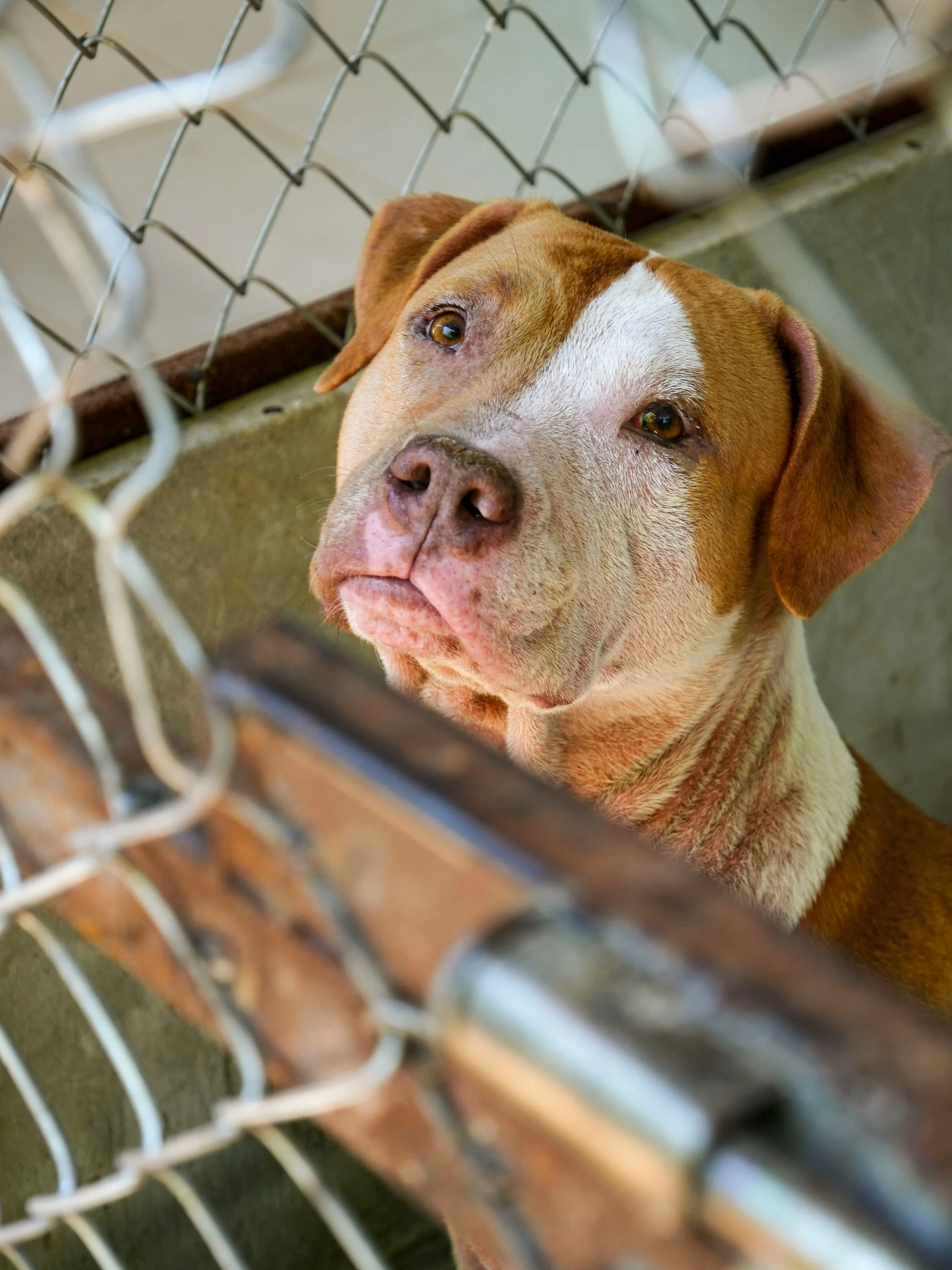 Close-up of a brown and white dog behind a chain-link fence in a kennel, looking up.