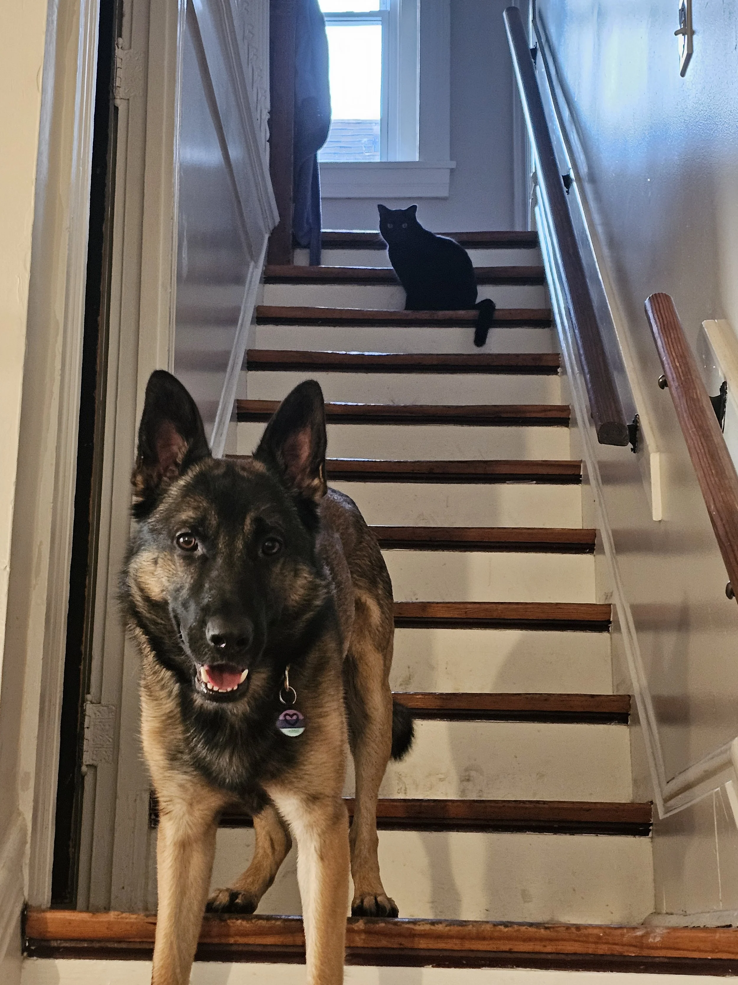 A large dog with a black and tan coat, standing in front of a staircase, looking directly at the camera with its tongue slightly out. A black cat is sitting on the stairs behind the dog, near a window, facing sideways.